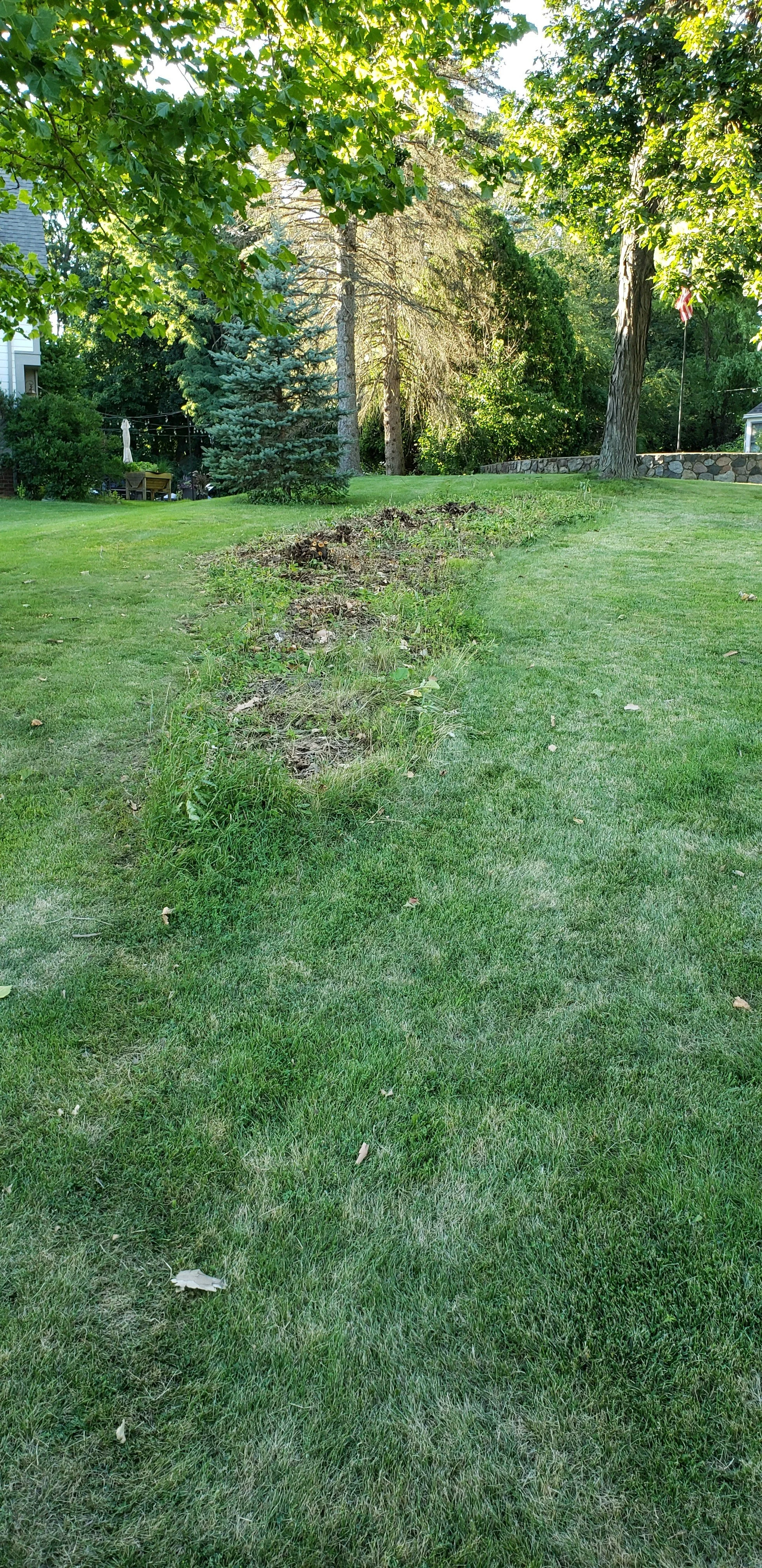 20220728 Stumps before.jpg