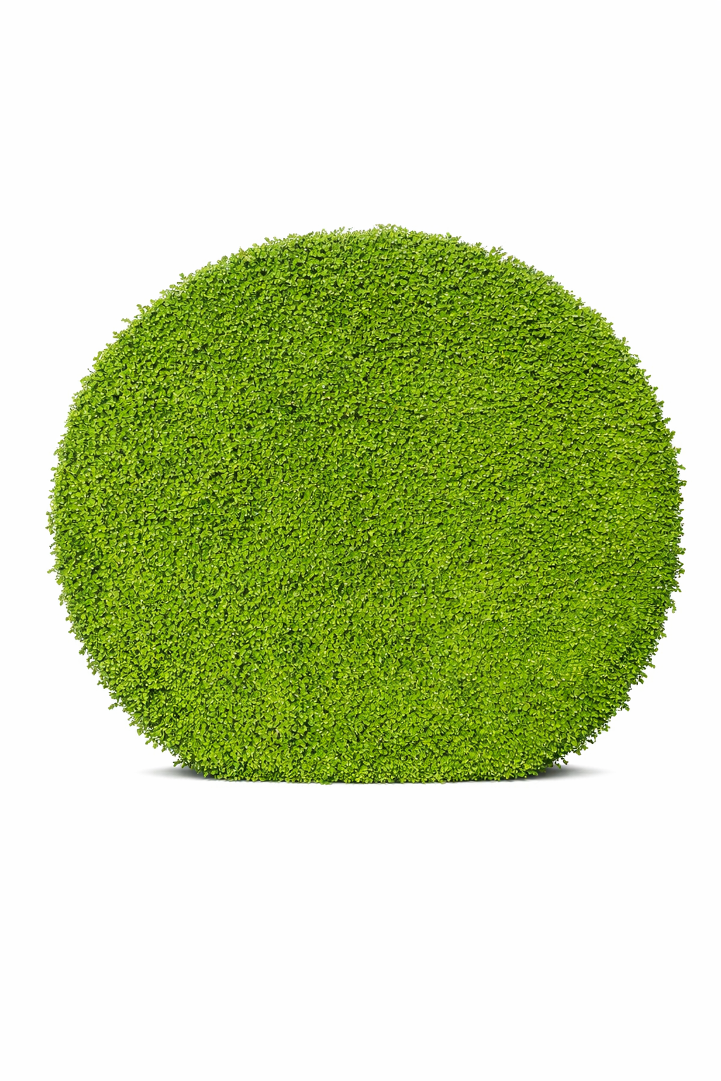Boxwood Backdrops
