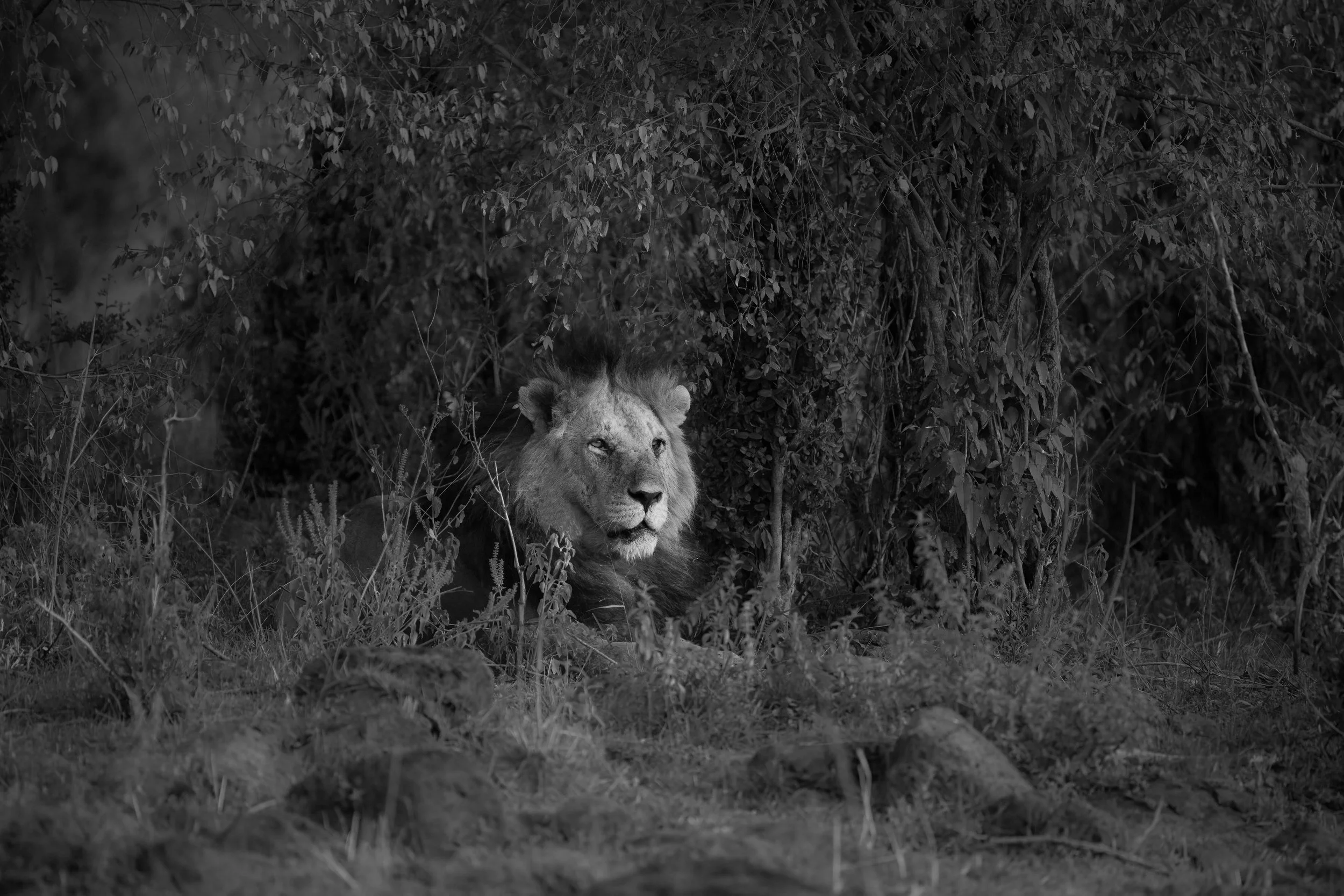 Mufasa — Masai Mara