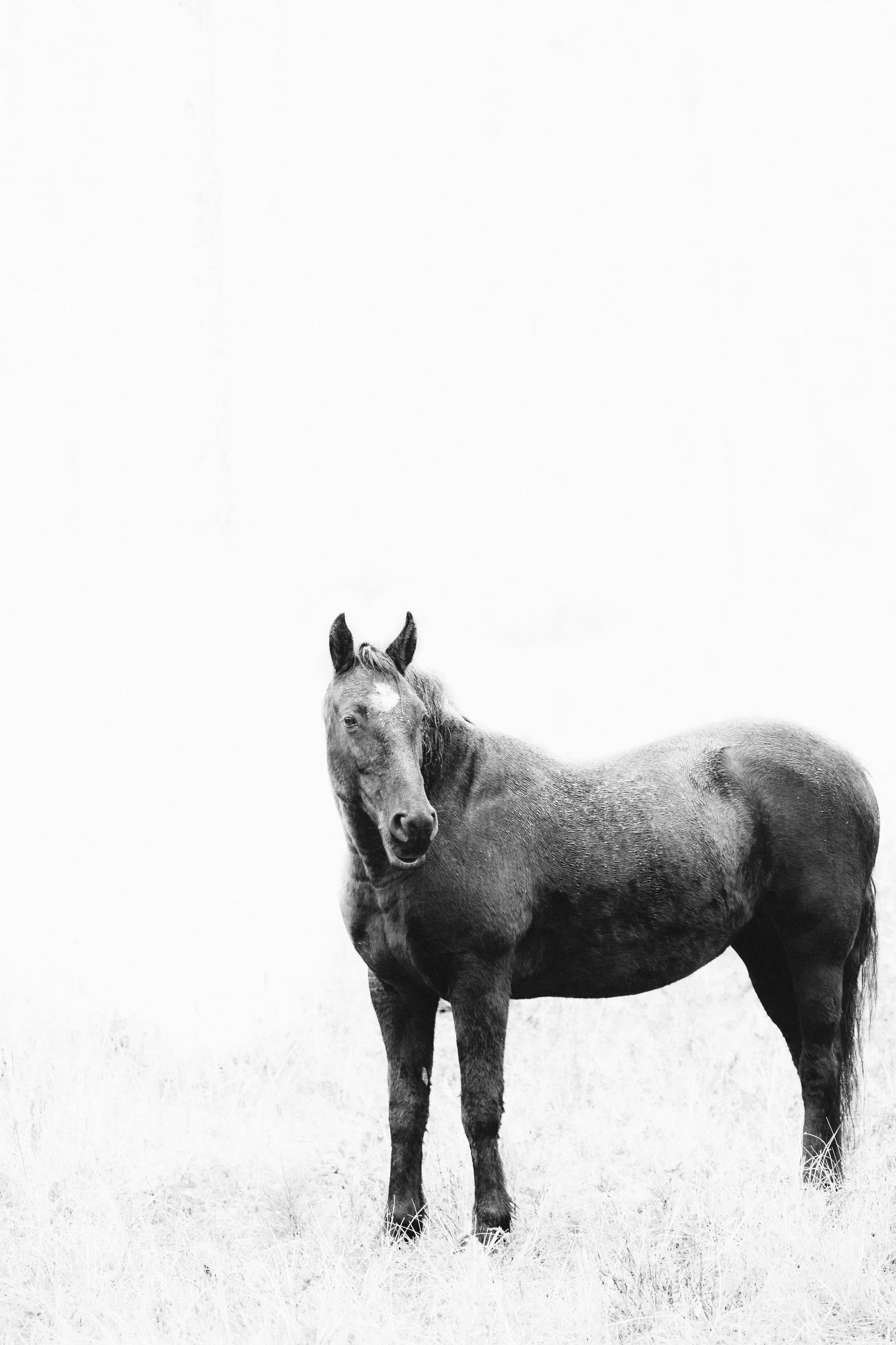 Wild Horse Island, Montana