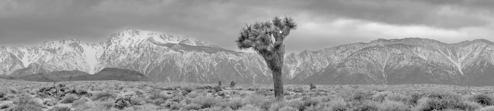 Joshua Tree Panorama