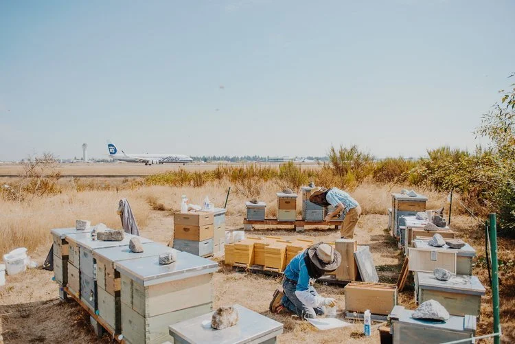 2018_08_29_SeaTacBees-47 (1).jpeg