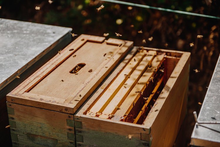 2018_08_29_SeaTacBees-127 (1).jpeg