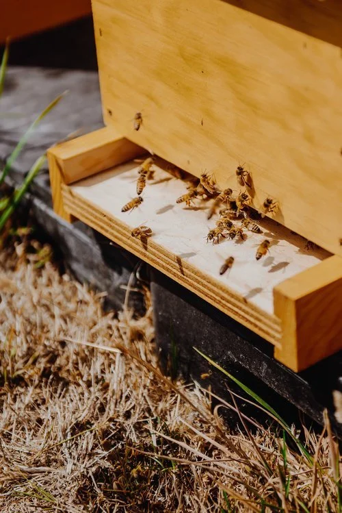 2018_08_29_SeaTacBees-58 (1).jpeg