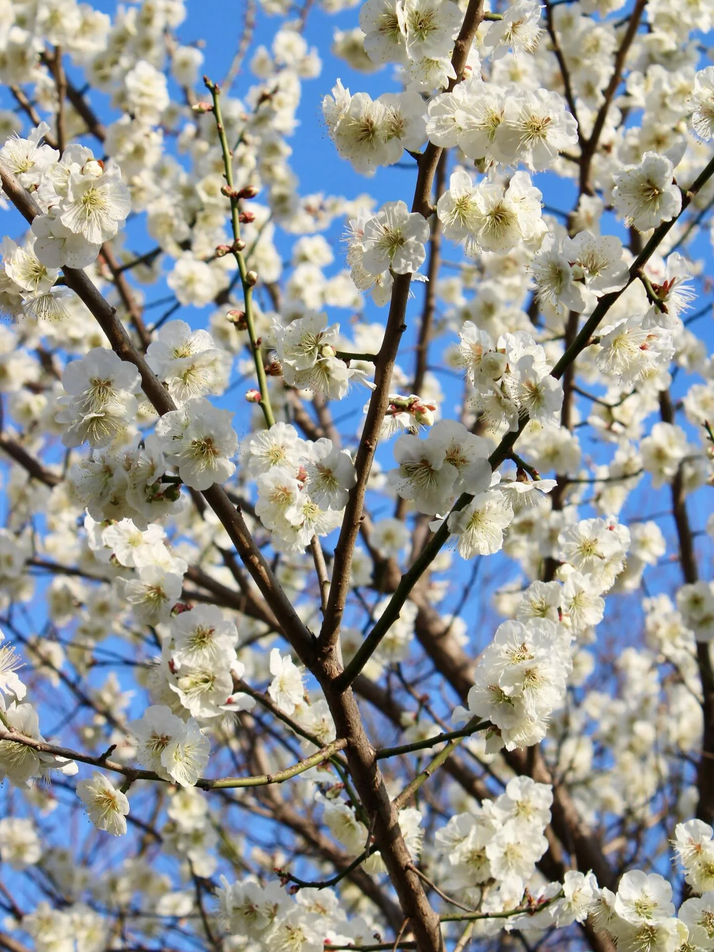 Inglewood to Seoul is crazy work 😮&zwj;💨