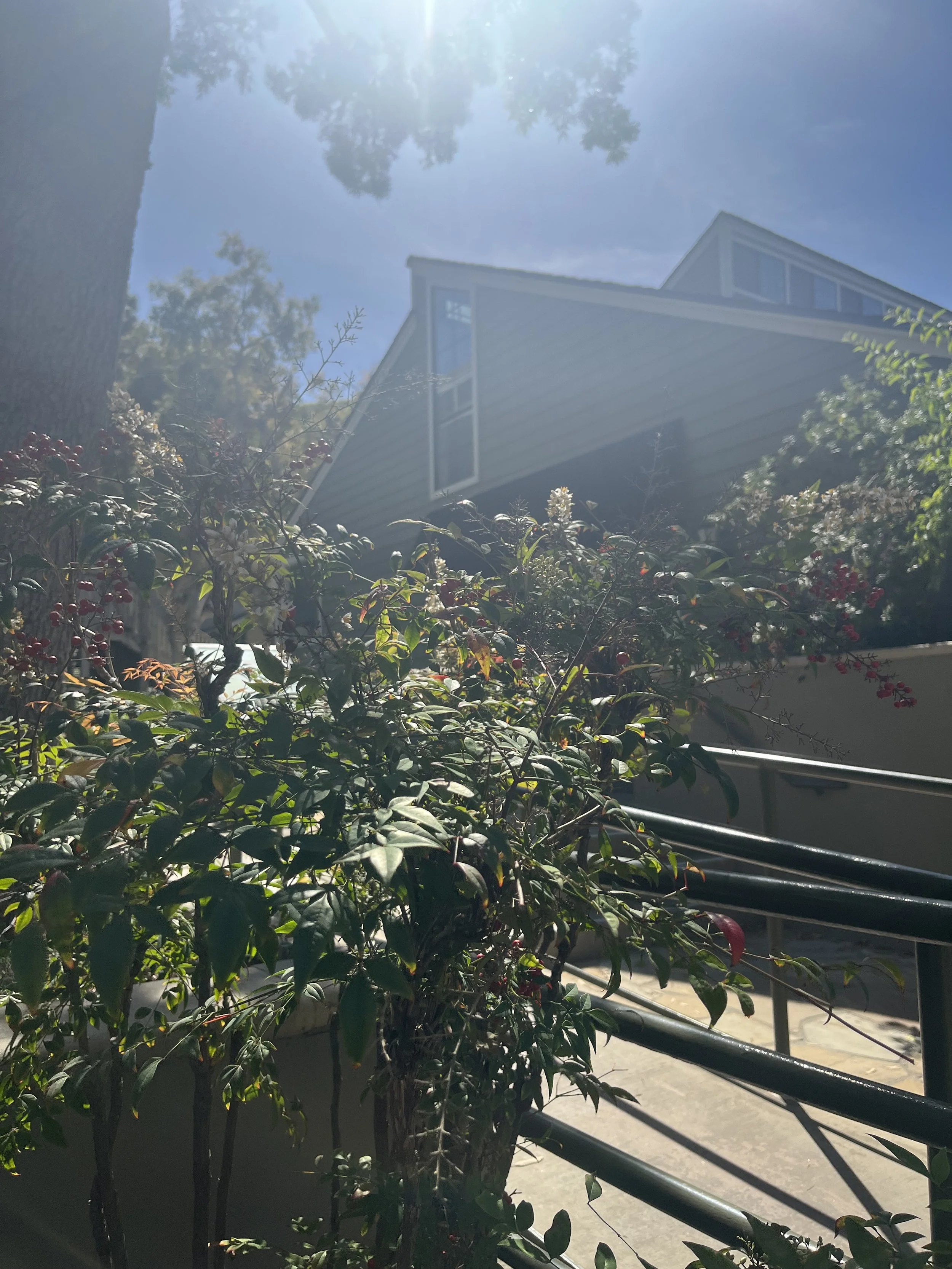Calm moment outdoors Outside of in-person office in Torrance, CA to manage anxiety and feel grounded during uncertainty.