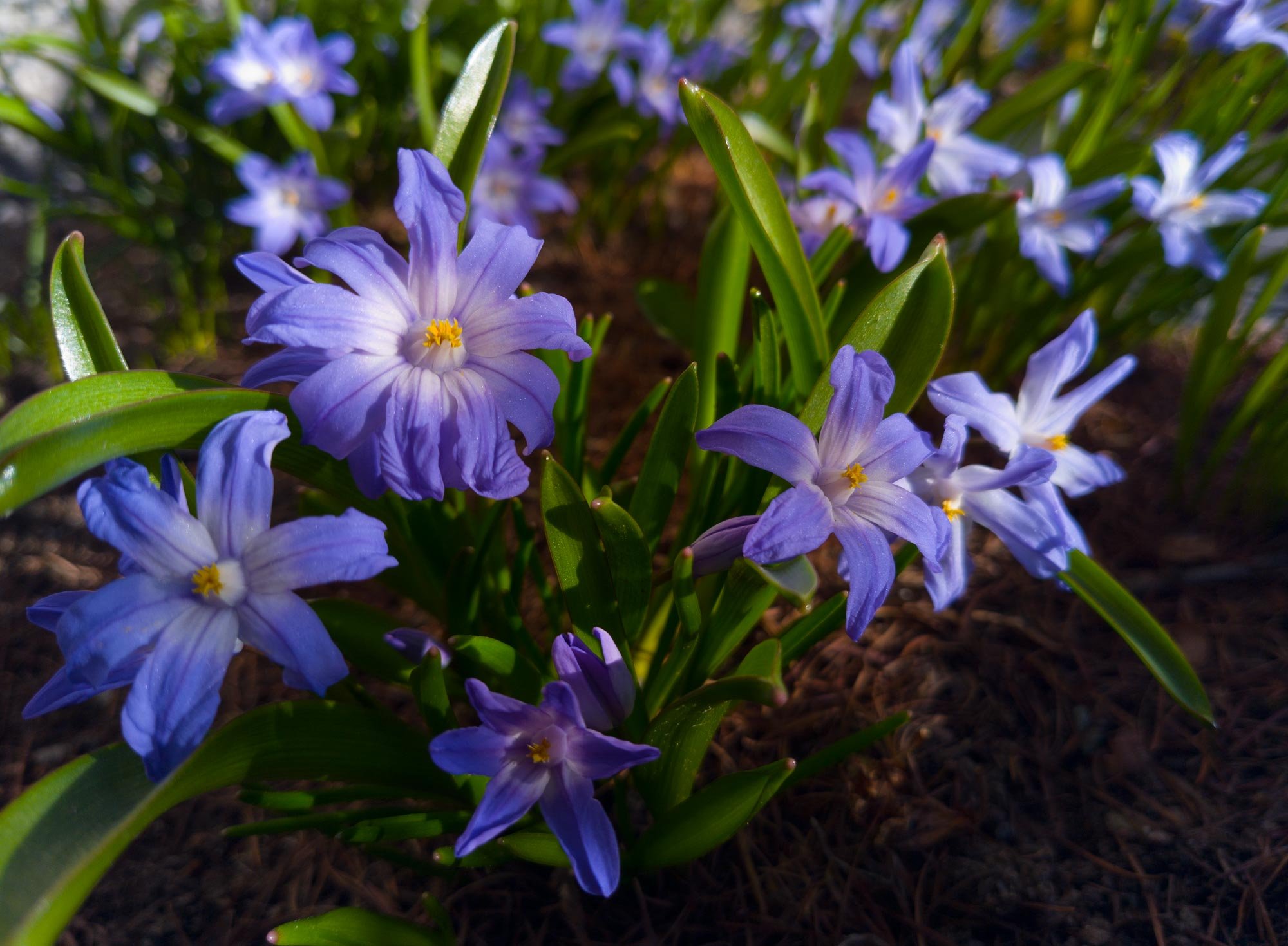 glory-of-the-snow, kirjokevättähti Chionodoxa luciliale