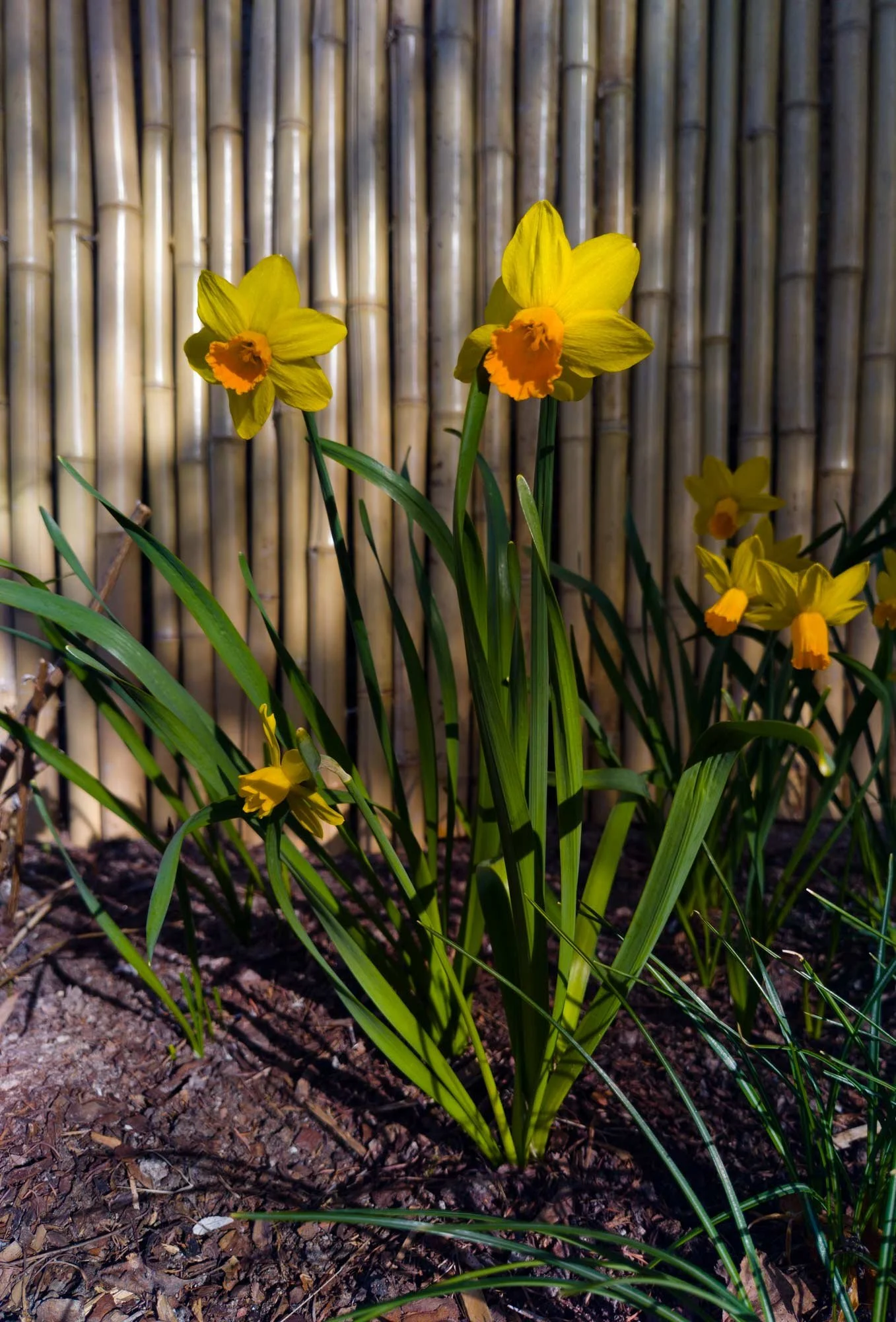 daffodil Narcissus Jetfire, narsissi