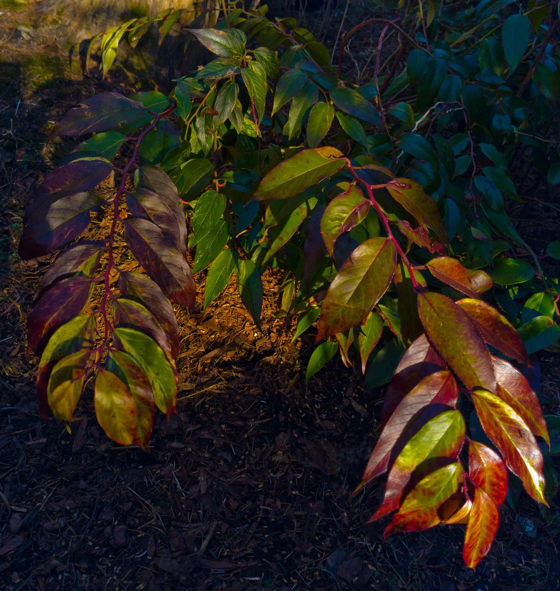 Leucothoe fontanesia Rainbow in Winter, leukotti talvella