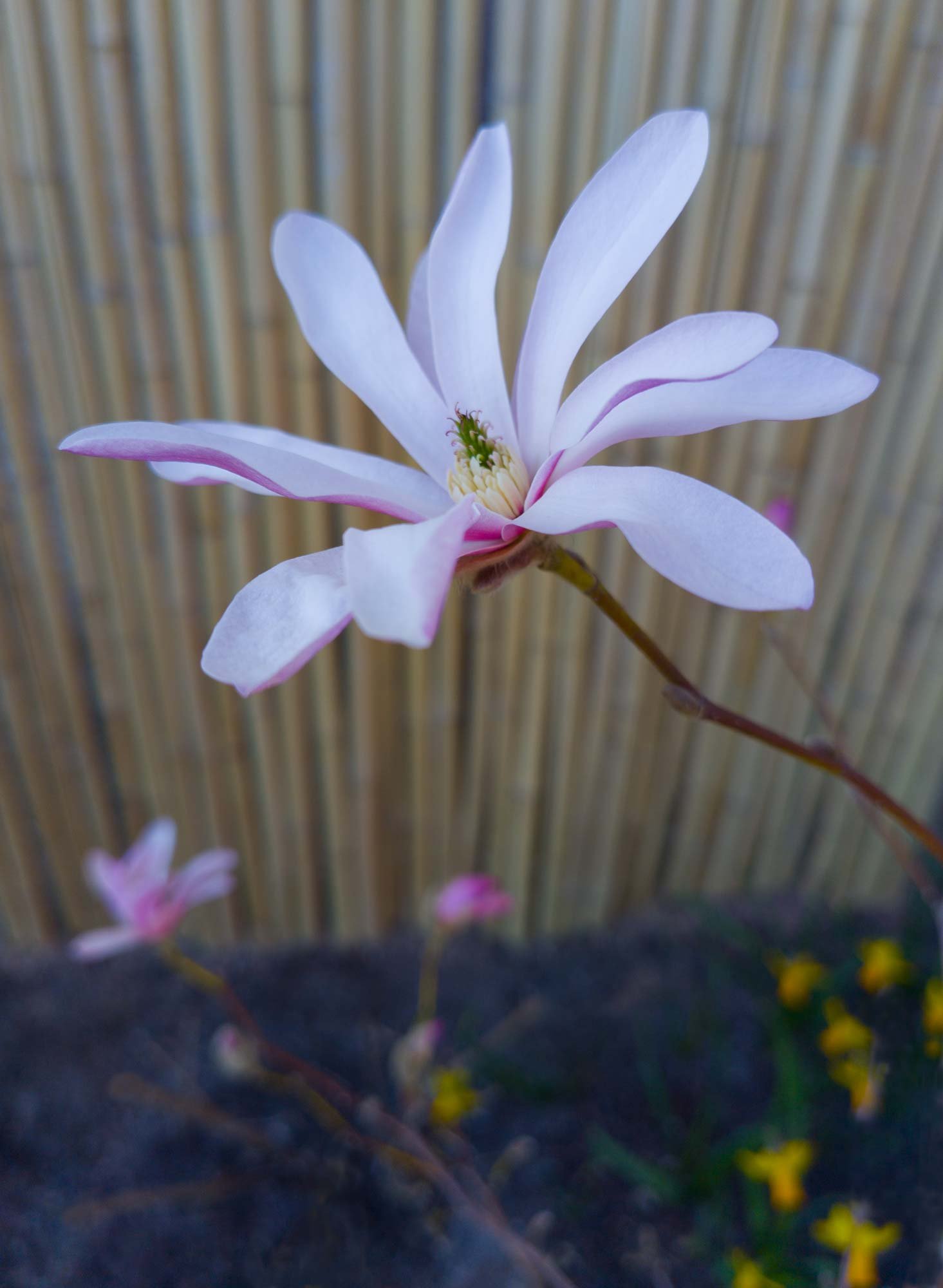 Magnolia Leonard Messel flower