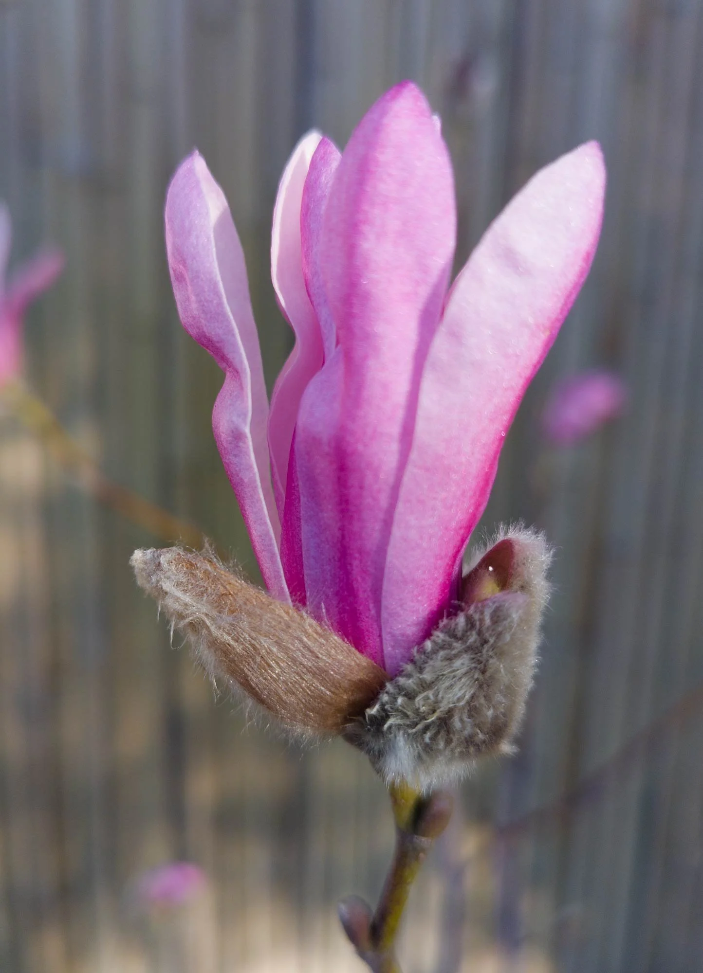 Magnolia Leonard Messel flower bud