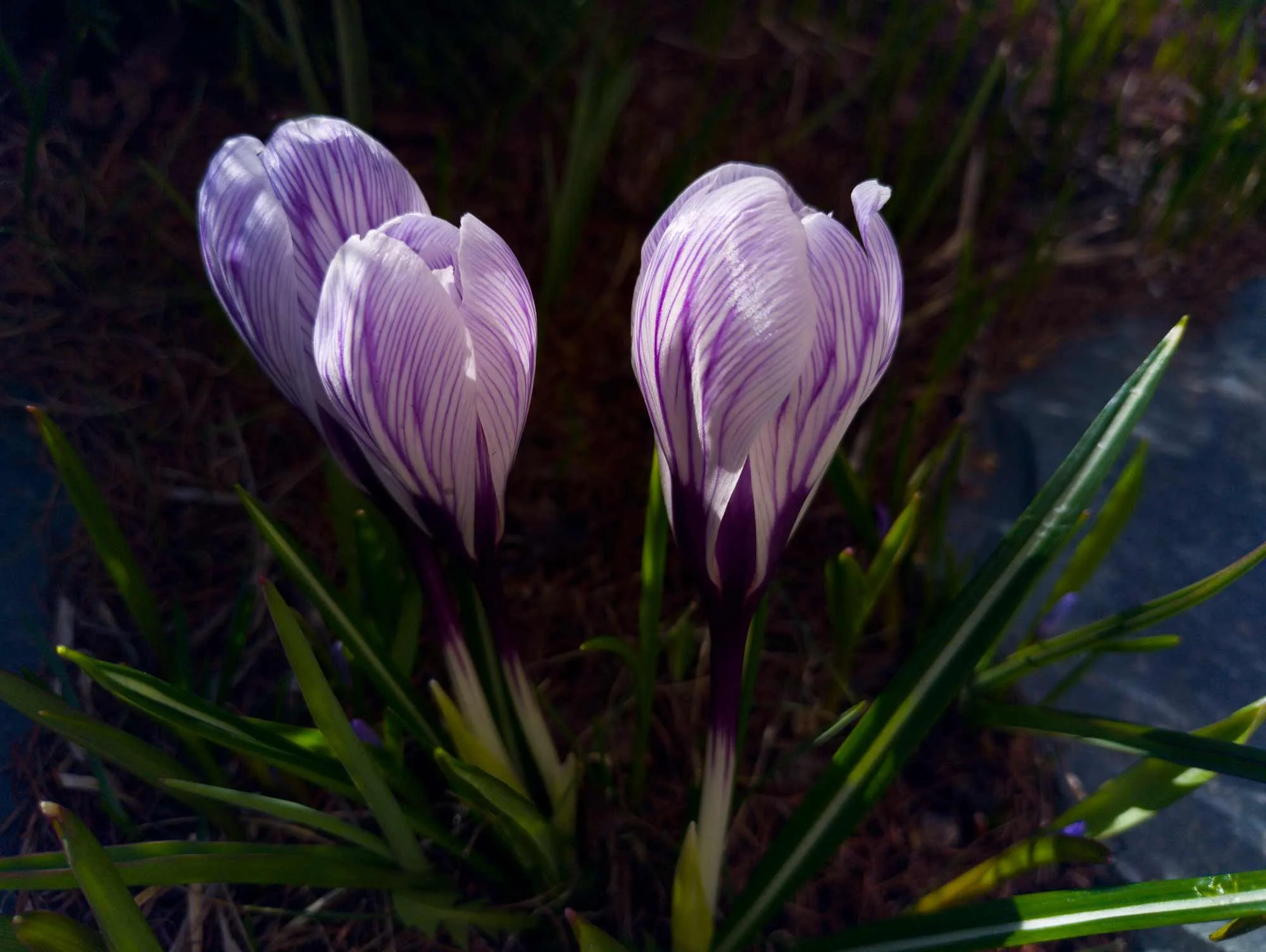 Crocus Pickwick