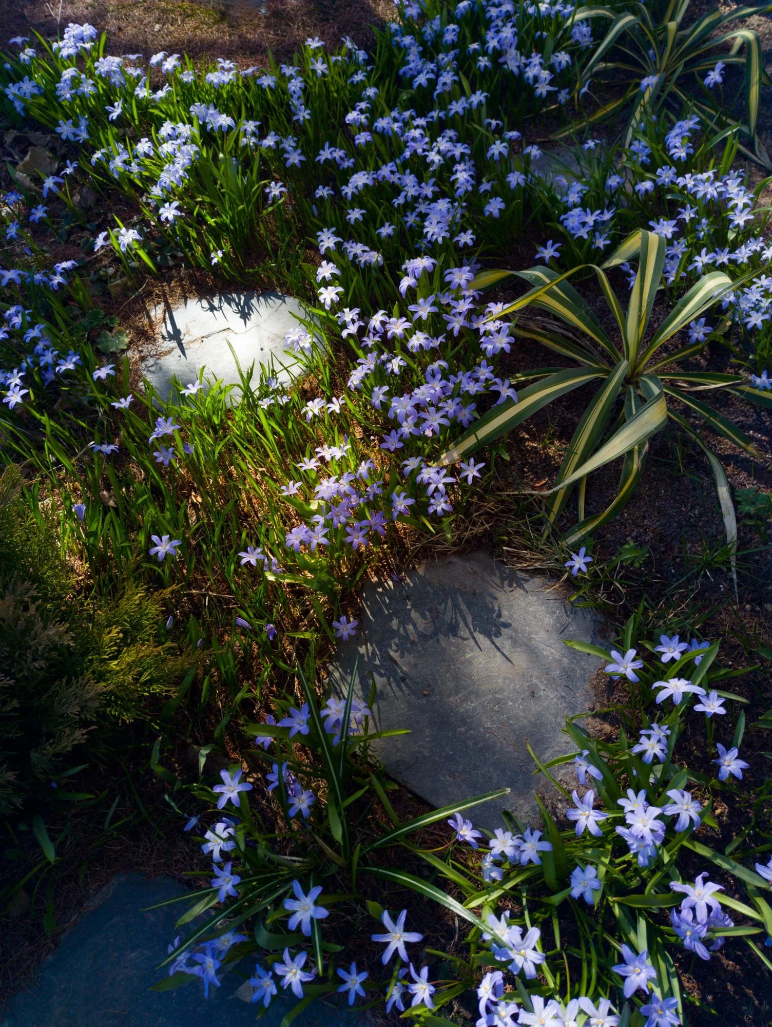 glory-of-the-snow group, Chionodoxa luciliale, kirjokevättähti kasvusto