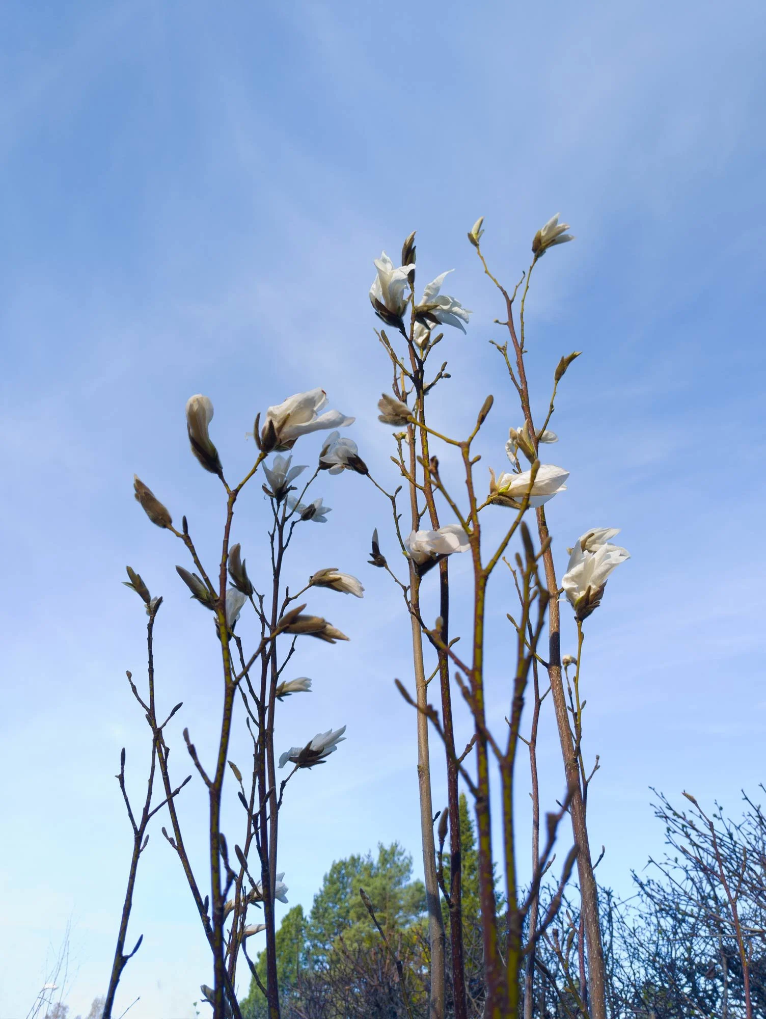 Magnolia Wada's Memory, flower buds opening