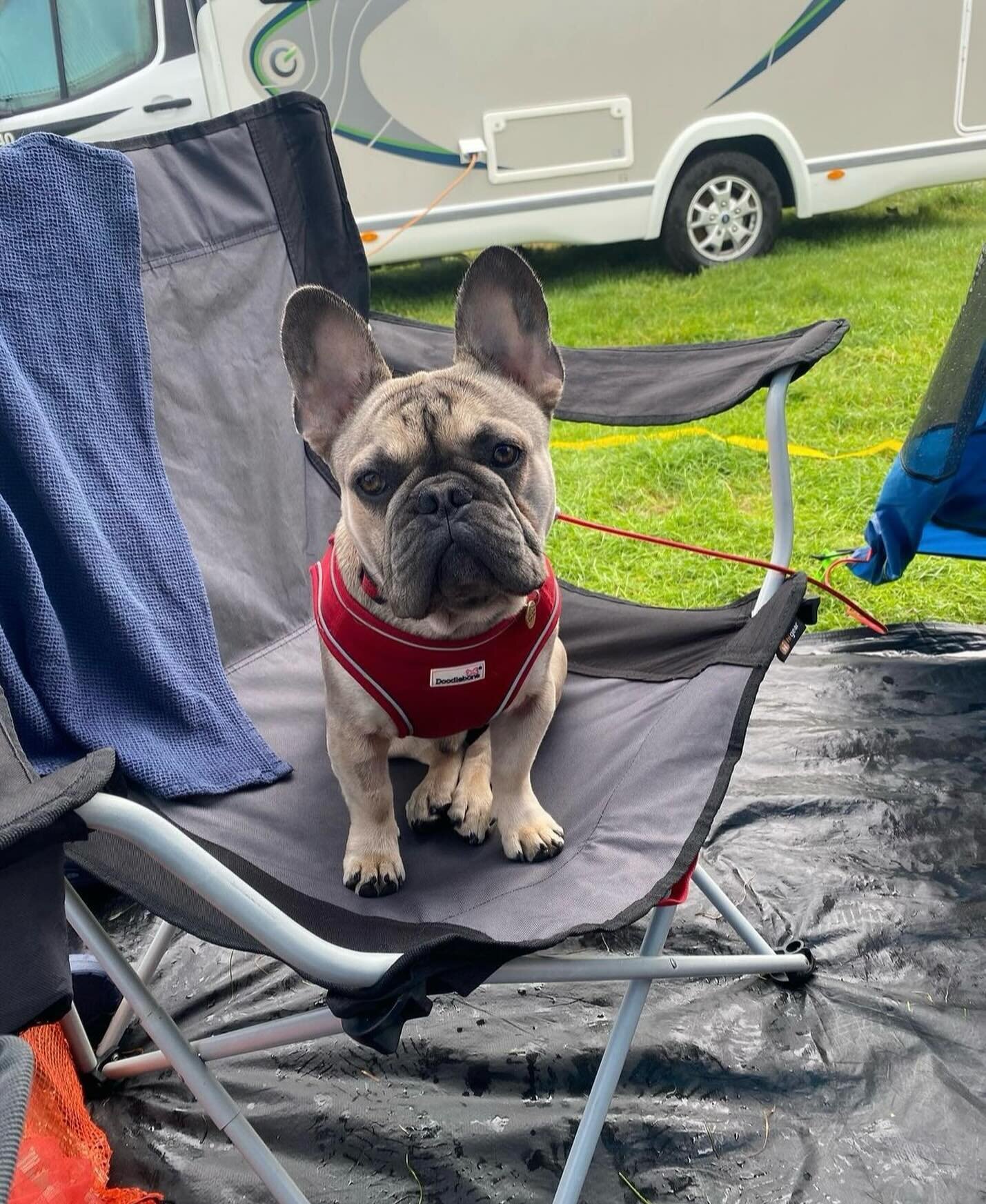 @winston_the.french.bulldog enjoying their holiday at Celtic Camping 🥰🐾🏕️ thank you for sharing! 

Book dog friendly camping on www.celticcamping.co.uk 

#dogfriendly #dogfriendlyholidays #dogfriendlycamping #ukcampsites #visitwales #visitpembroke