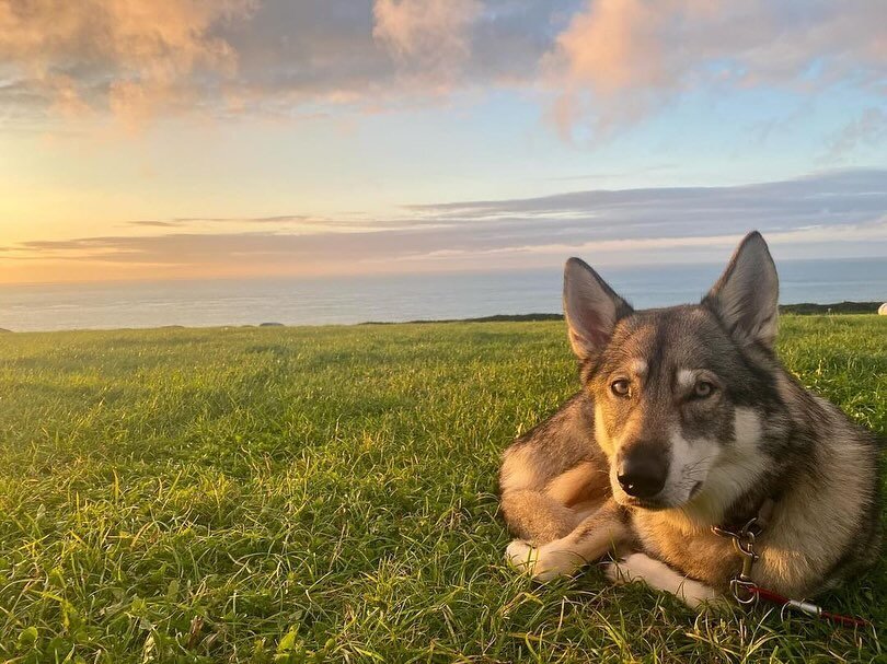 Unwind and soak up the seaside with your loyal companions 🐾 on our dog friendly campsite near St David&rsquo;s, Pembrokeshire, Wales 🏴󠁧󠁢󠁷󠁬󠁳󠁿🏕️ 

Thank you @5wissy for sharing your photos of your stay with us! We&rsquo;re so glad you all enjo