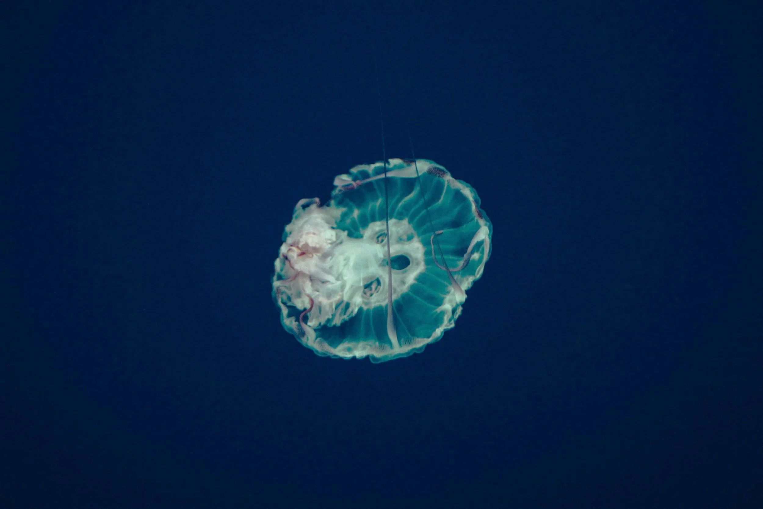 unsplash-image-nF-8P6fGK3U.jpg