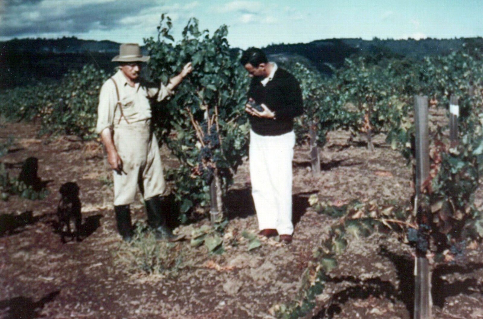 Leon Brendel in the vineyard with dogs and a man.