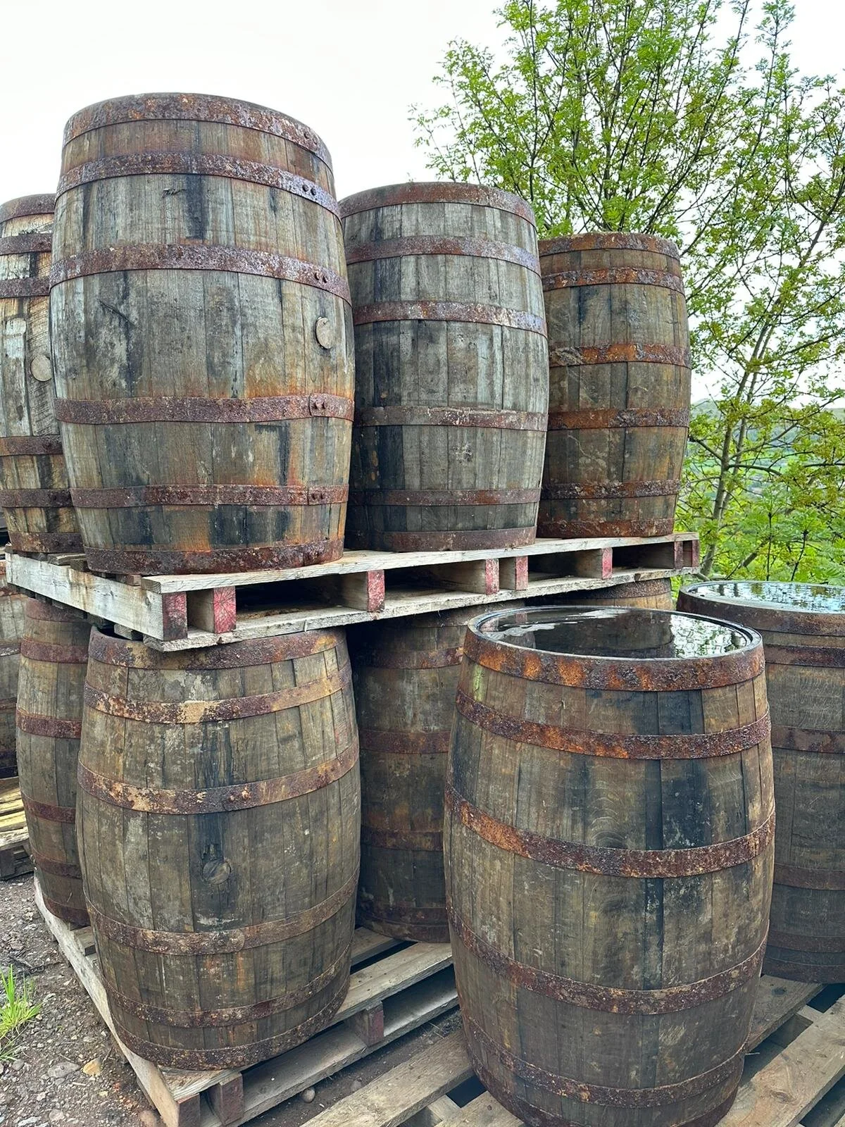 1805E26B-7304-4E9D-9BCE-E8EC61892395