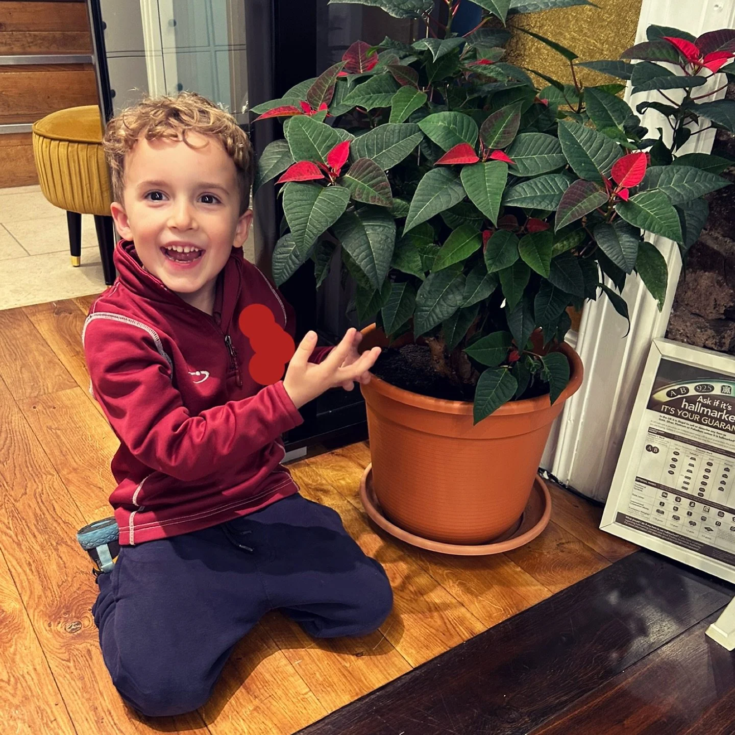 The Christmas 2025 decorations are complete - the Poinsettia is now in store! Me and the doggy entourage went to pick it up from my Dad on Friday then me and little H dropped it off in Morningside. I did manage to nurture this one for most of the yea