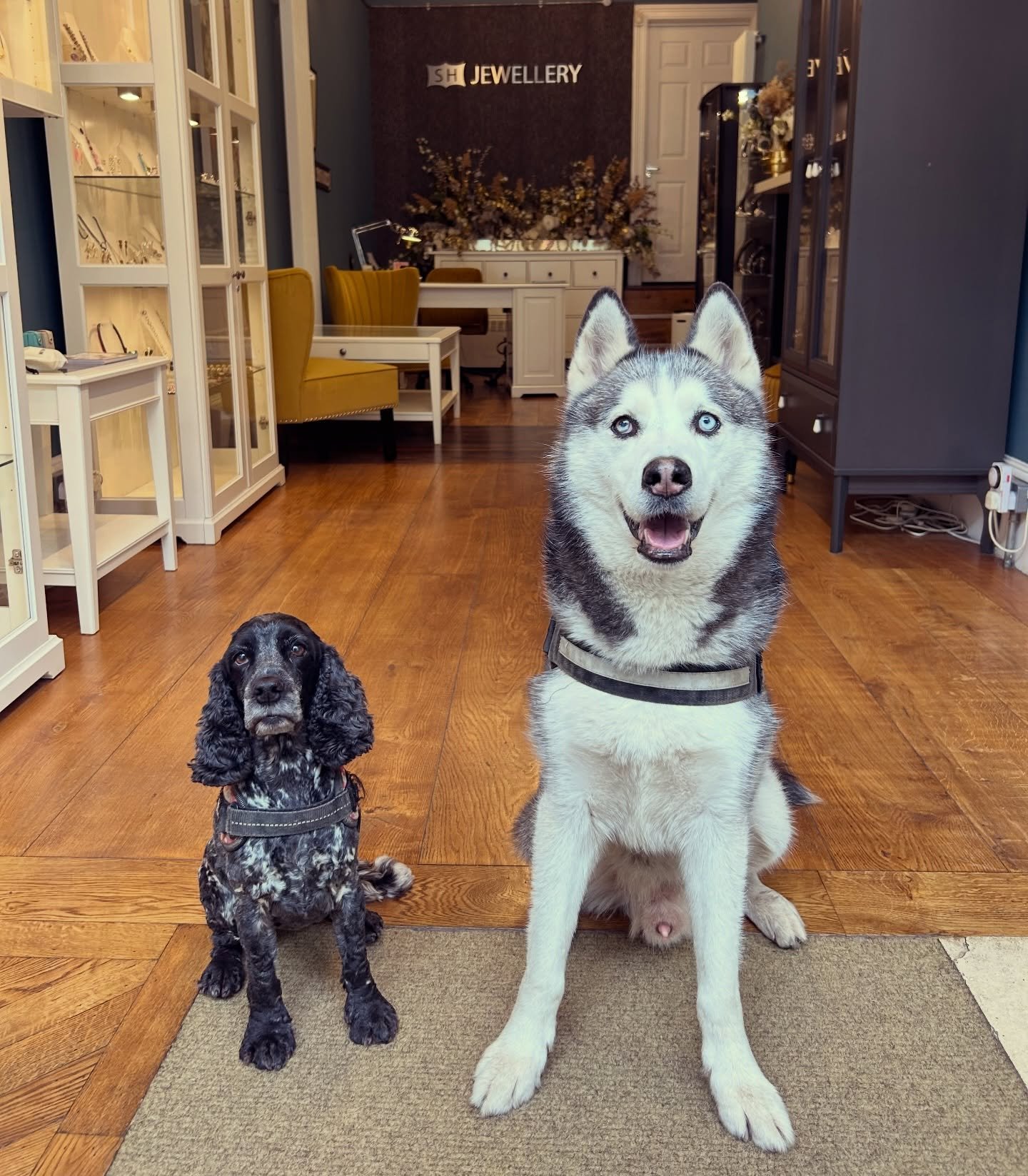 I interviewed these two for the role of shop dog today. It&rsquo;s safe to say they lied on their CV&rsquo;s. They ain&rsquo;t no Ruby! 🤣🥰🐾 @ruby.blue.and.rosie 
#shopdogs #smile #lookscanbedeceiving