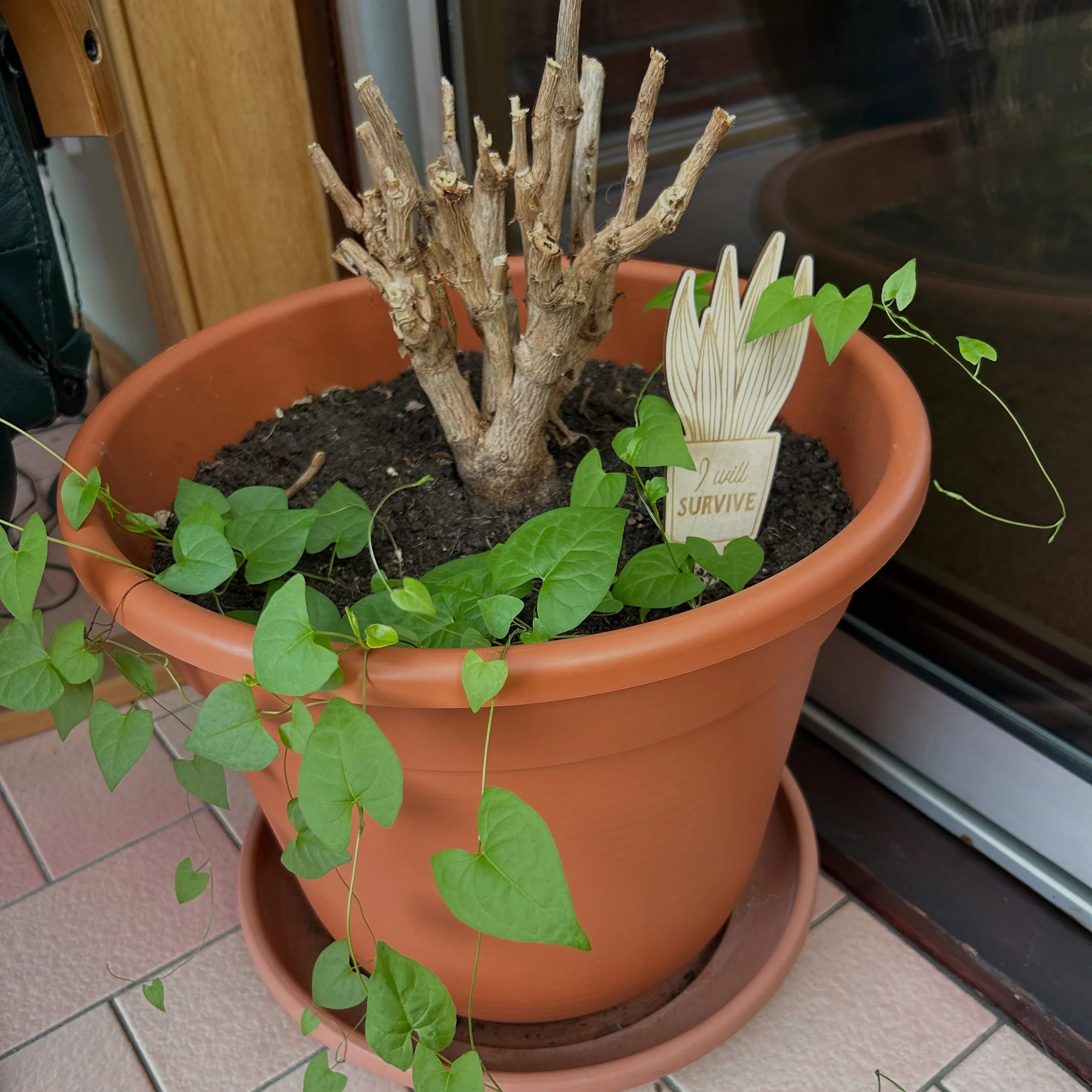 &hellip;I think this is our why 🥺

Last year someone said to me &lsquo;that looks like bindweed in beside the poinsettia&rsquo; - and I think they were right. 

I liked the fact that something just showed up and sprouted. Now I know it was the silen