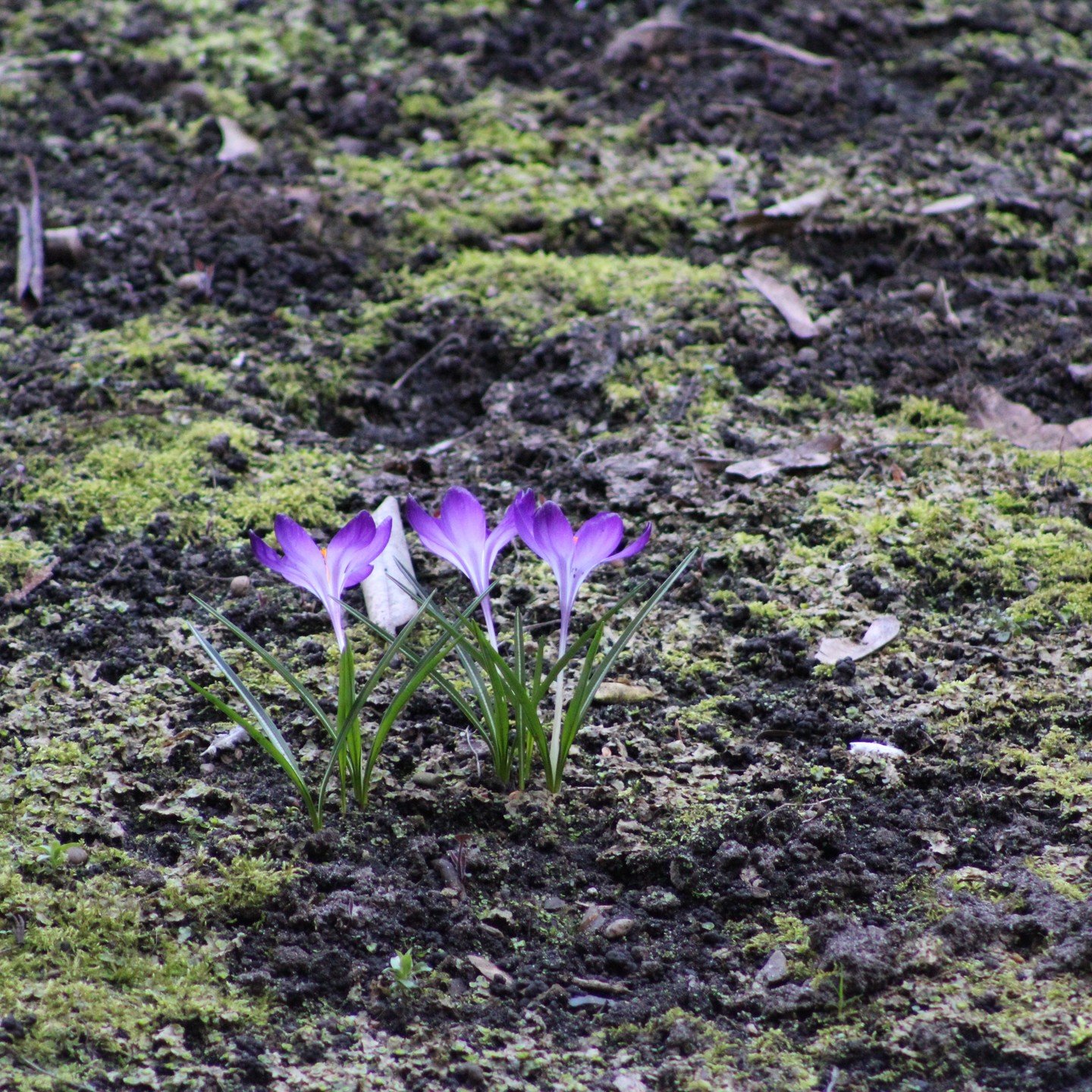 Happy Friday everyone! 
It seems spring is around the corner here. I hope you can all enjoy the weekend and get some sun like these pretty little heralds of spring 😊🌼🌷

#springvibes #spring #springtime #flowers🌸 #flowers