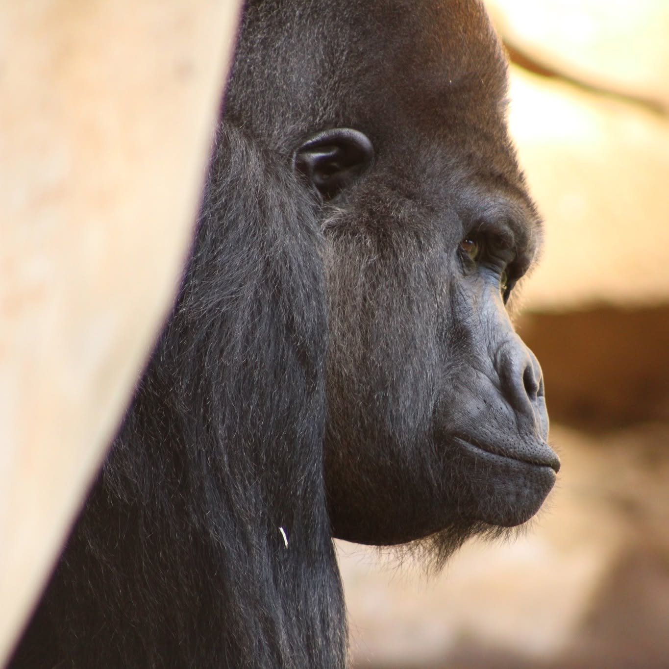 It's time for a Throwback Thrusday^^
Last September, we went to the @erlebniszoohannover and I got to test my, back then, still new camera. 

The zoo keeps many species (many more than I can show here) from all over the globe, as you can see, and it 