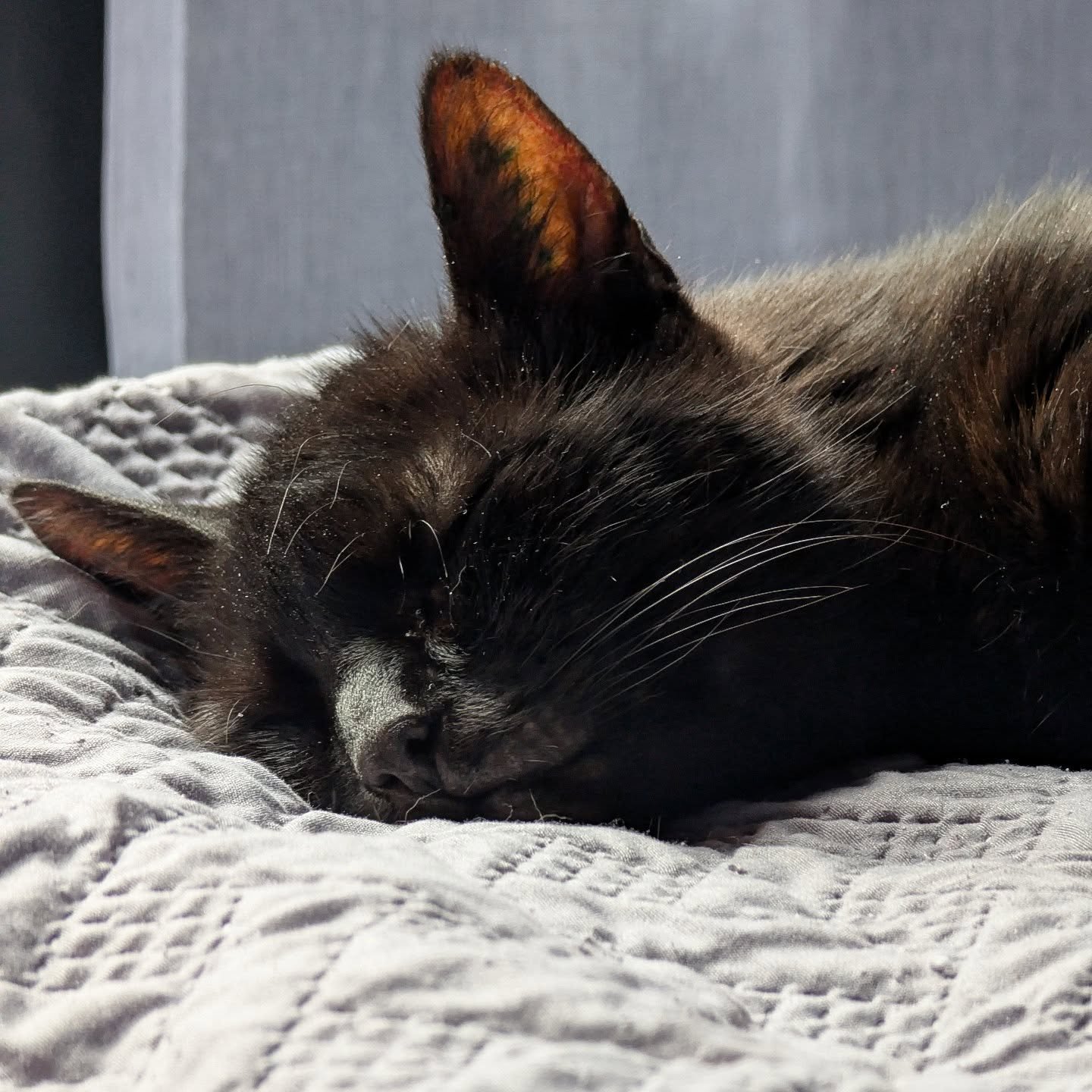 Happy Caturday 😸 I hope you can enjoy the weekend and relax just like Sam 😻

#catsofinstagram #caturday #happycaturday #blackcat