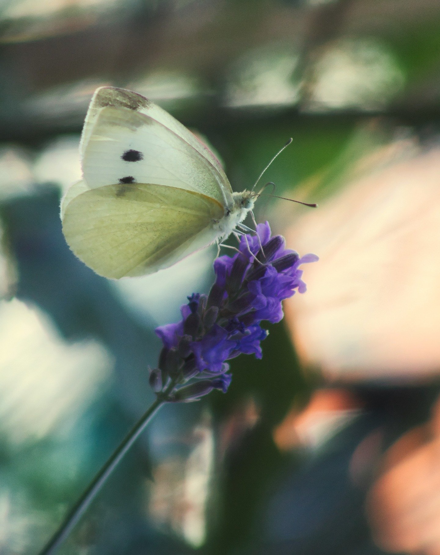Look who enjoyed yesterday more than me 😂
It was pretty hot here in Germany yesterday, and I ventured out to check our little fountain and the small plate with water we have out for the bees to make sure insects and birds had a place to drink. I saw