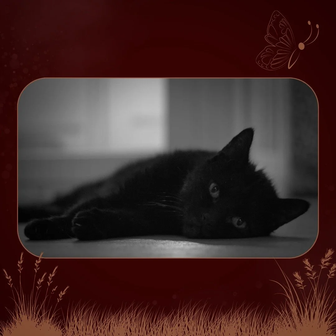 Hey everybody! 
I've been quiet here for the last week, because I've been providing hospice care for our last cat during that time.
Now we put Sam to sleep a few days ago, so there's no more chewing on grass or chasing butterflies in the sun for him 