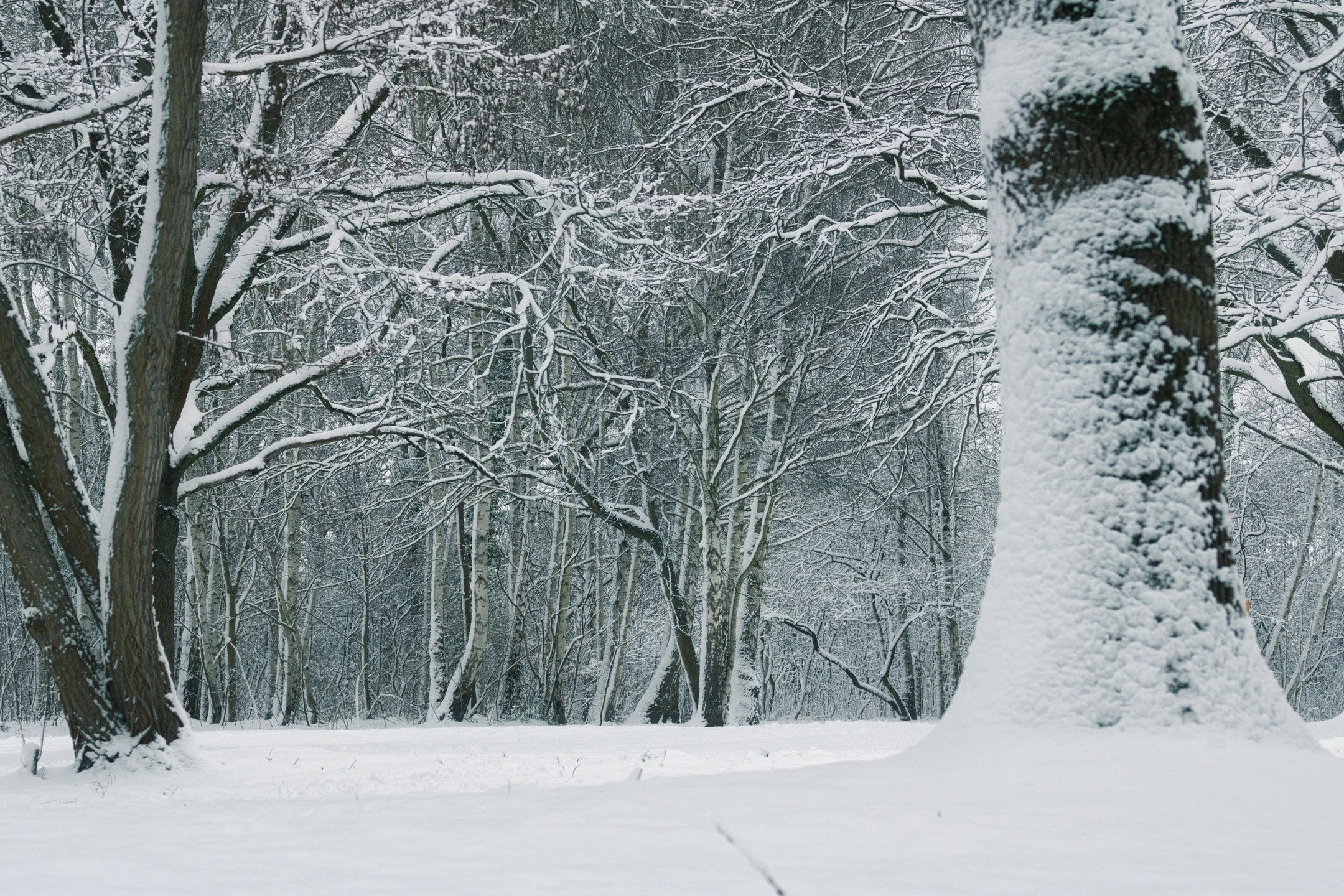 Here are a few pictures I took while on a walk in the snow on Sunday (enjoying the winter weather, and of course plotting my next book in my head 😉), and a couple from when I was on the way back home from a birthday party on Saturday. For just a sho