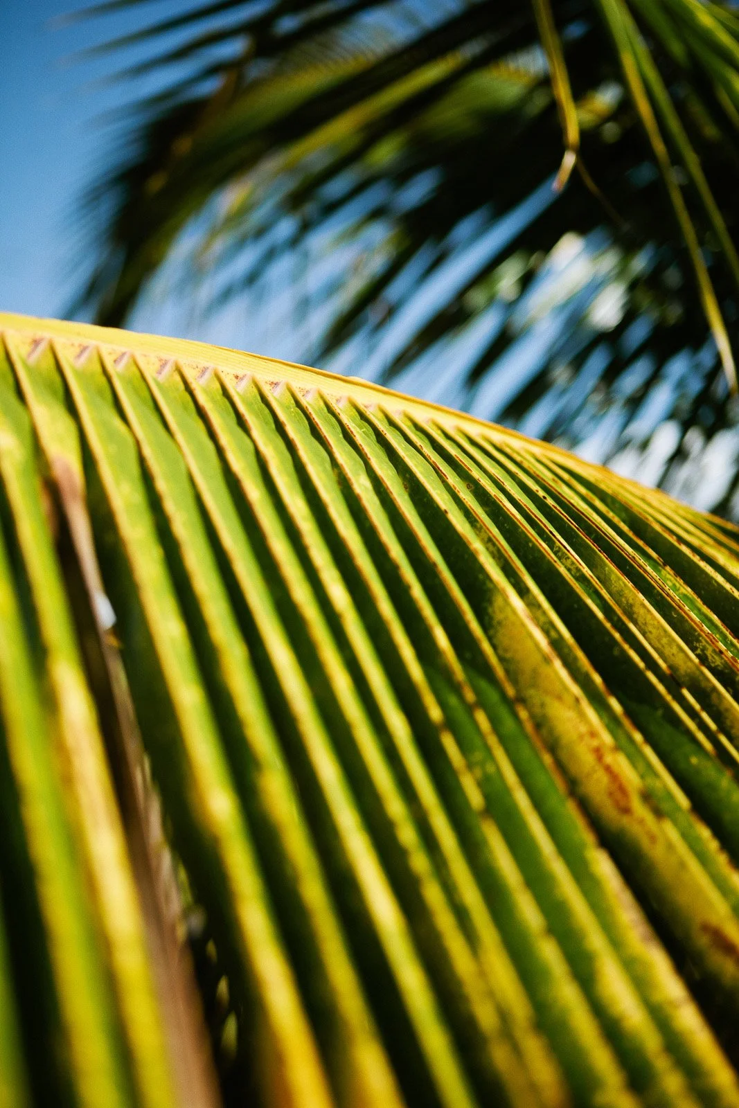 rr_mauihawaii-81.jpg