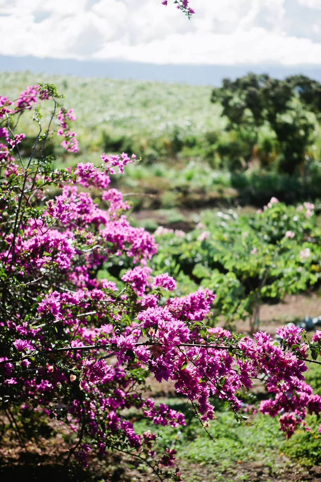 rr_mauihawaii-80.jpg