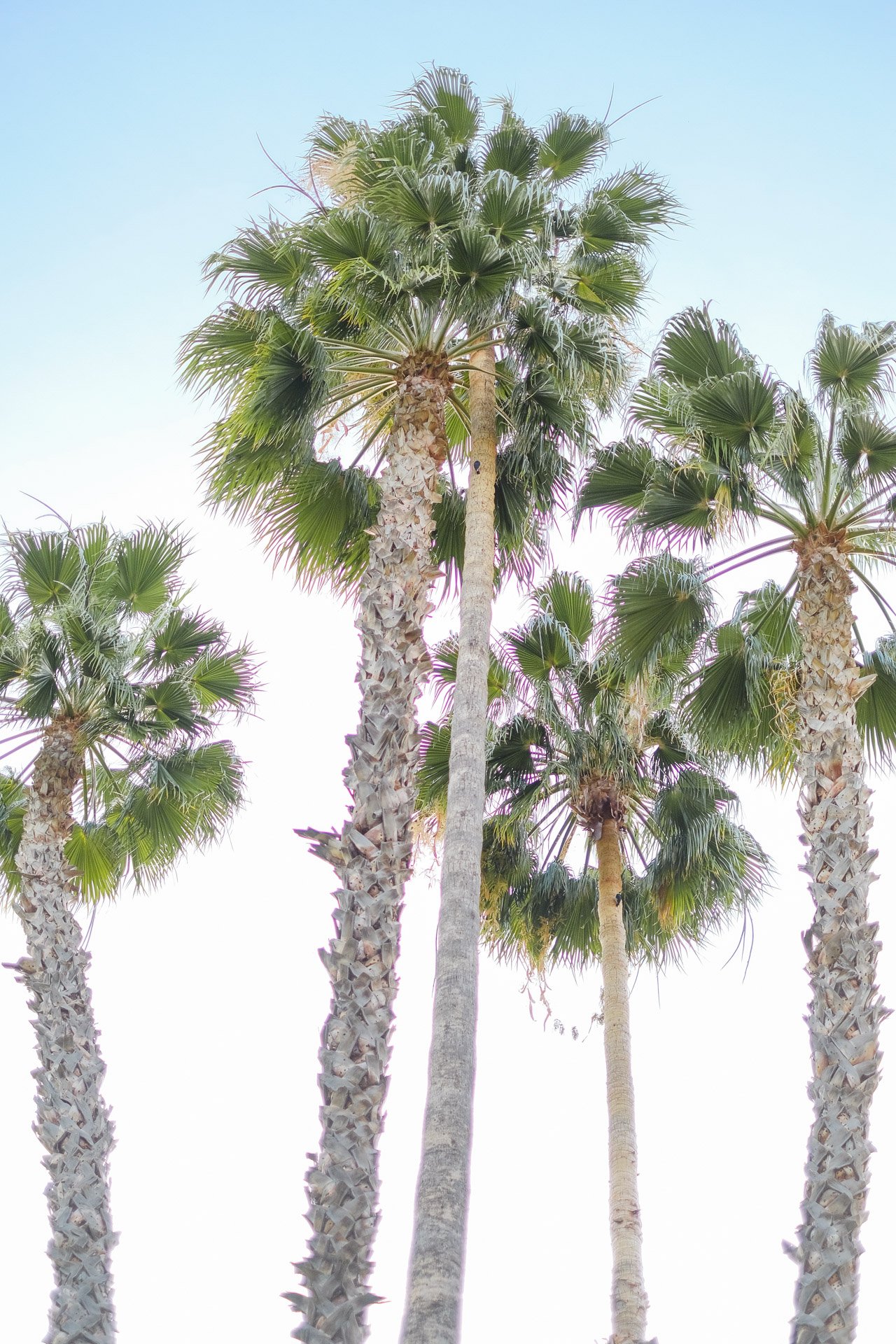 gc_cali-15.jpg