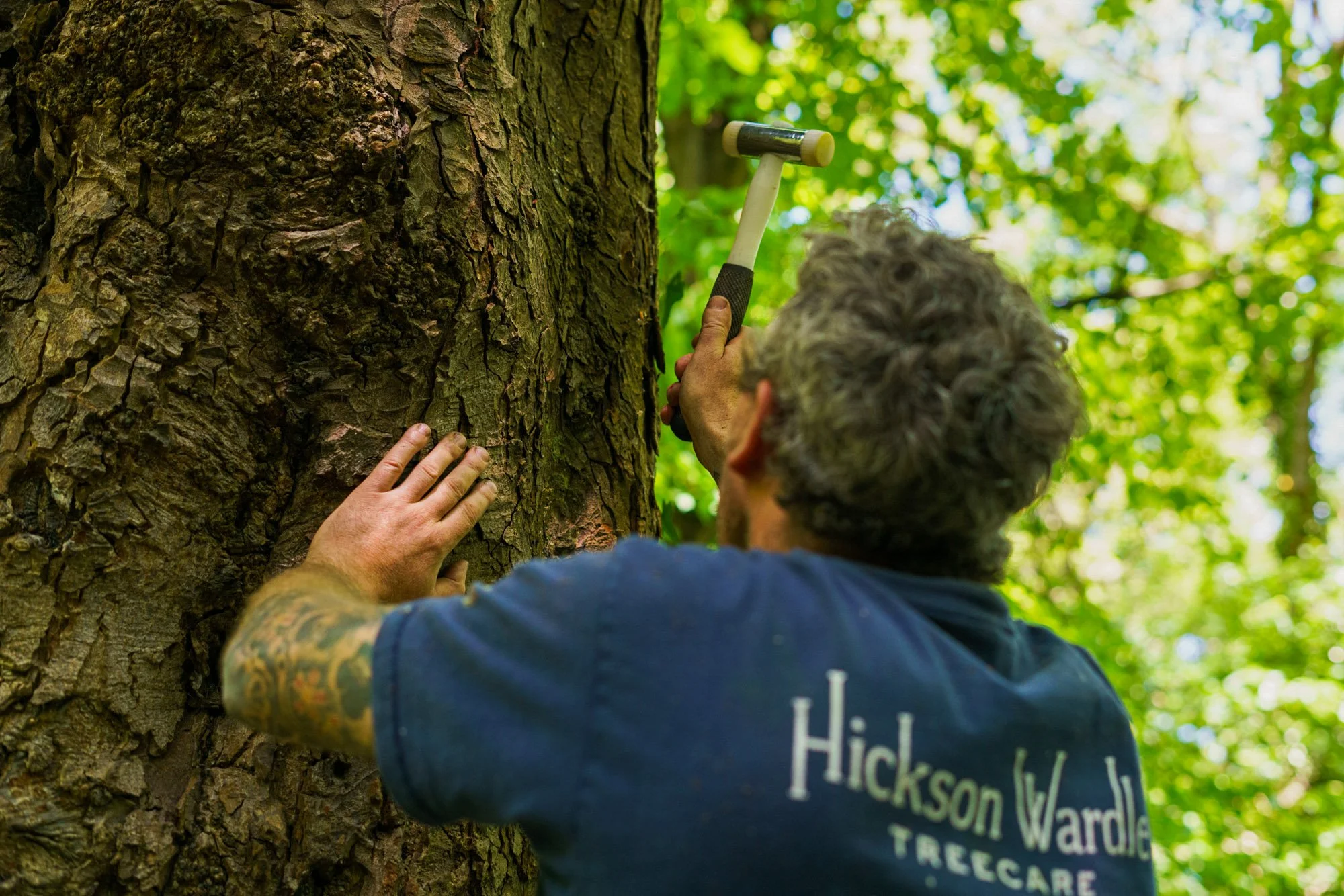 Understanding When You Need to Get a Tree Survey