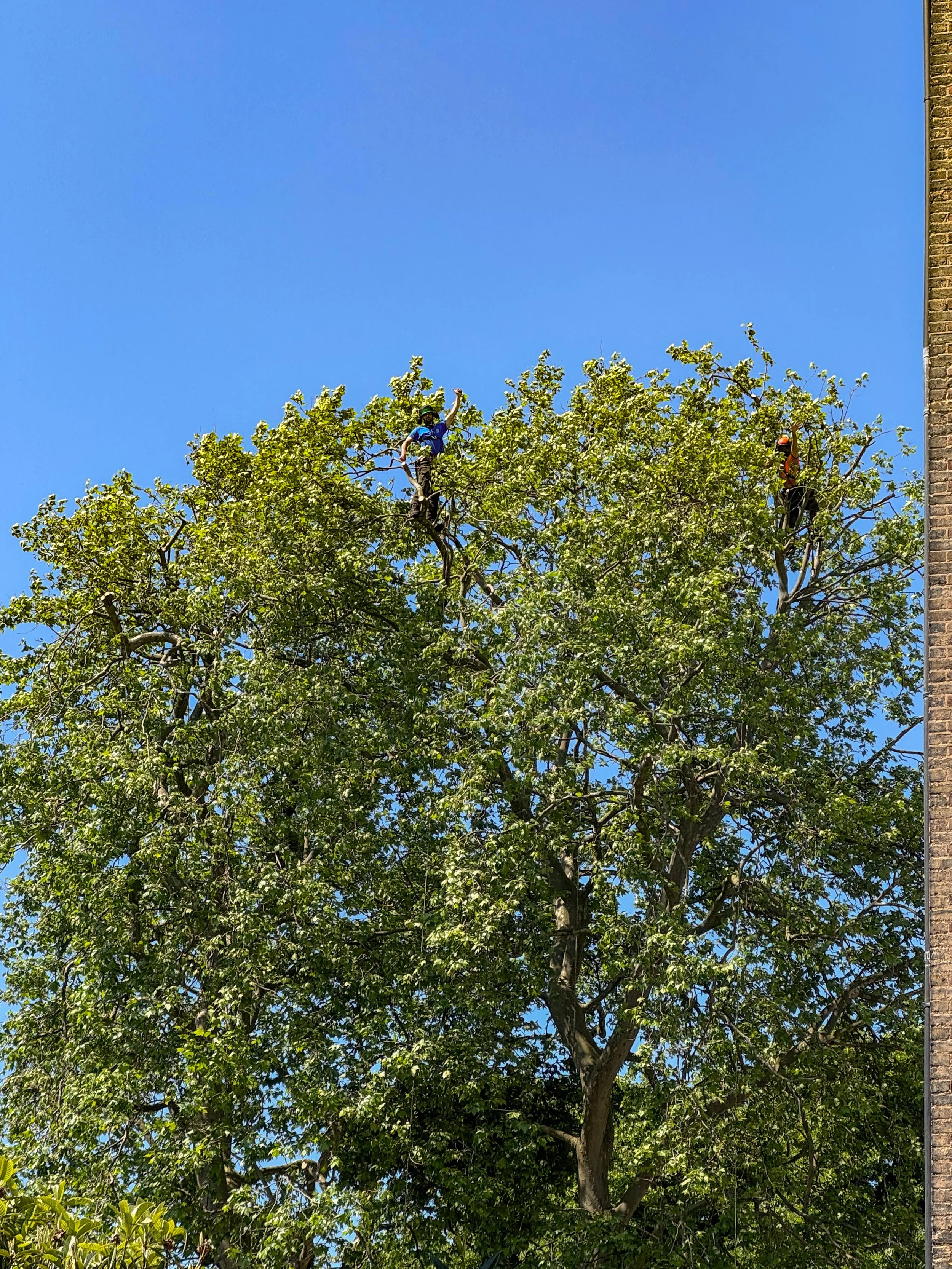 When is the Best Time to Prune Trees?