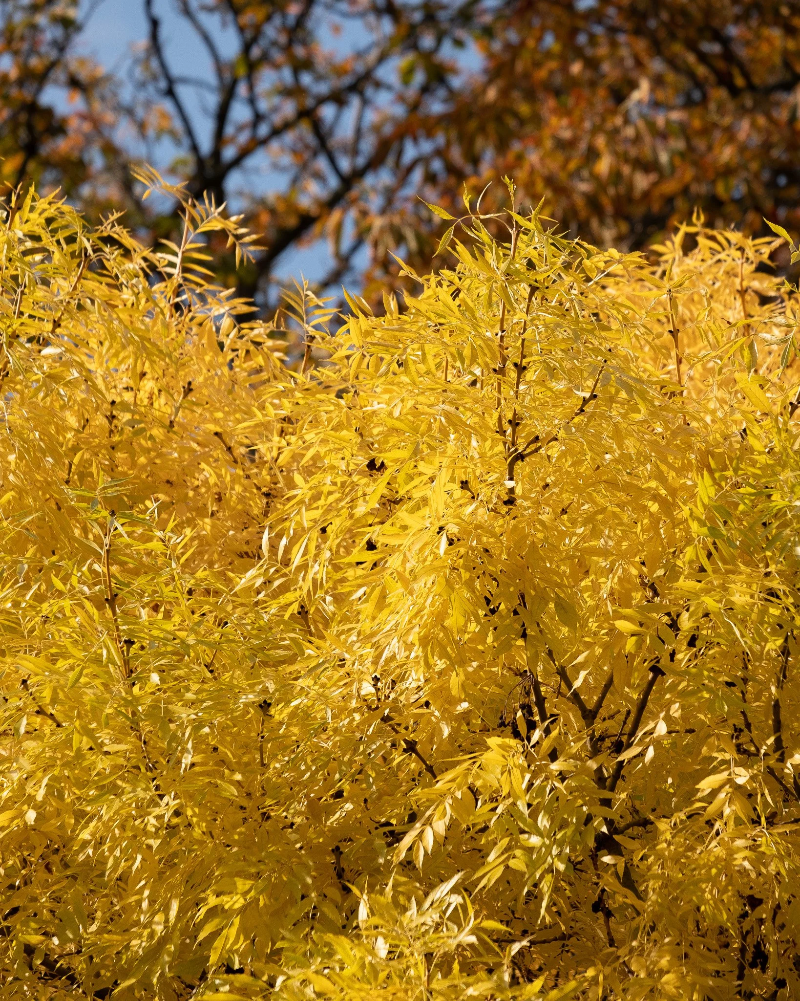 Autumn Tree Care: How to Prepare Your Trees for the Colder Months