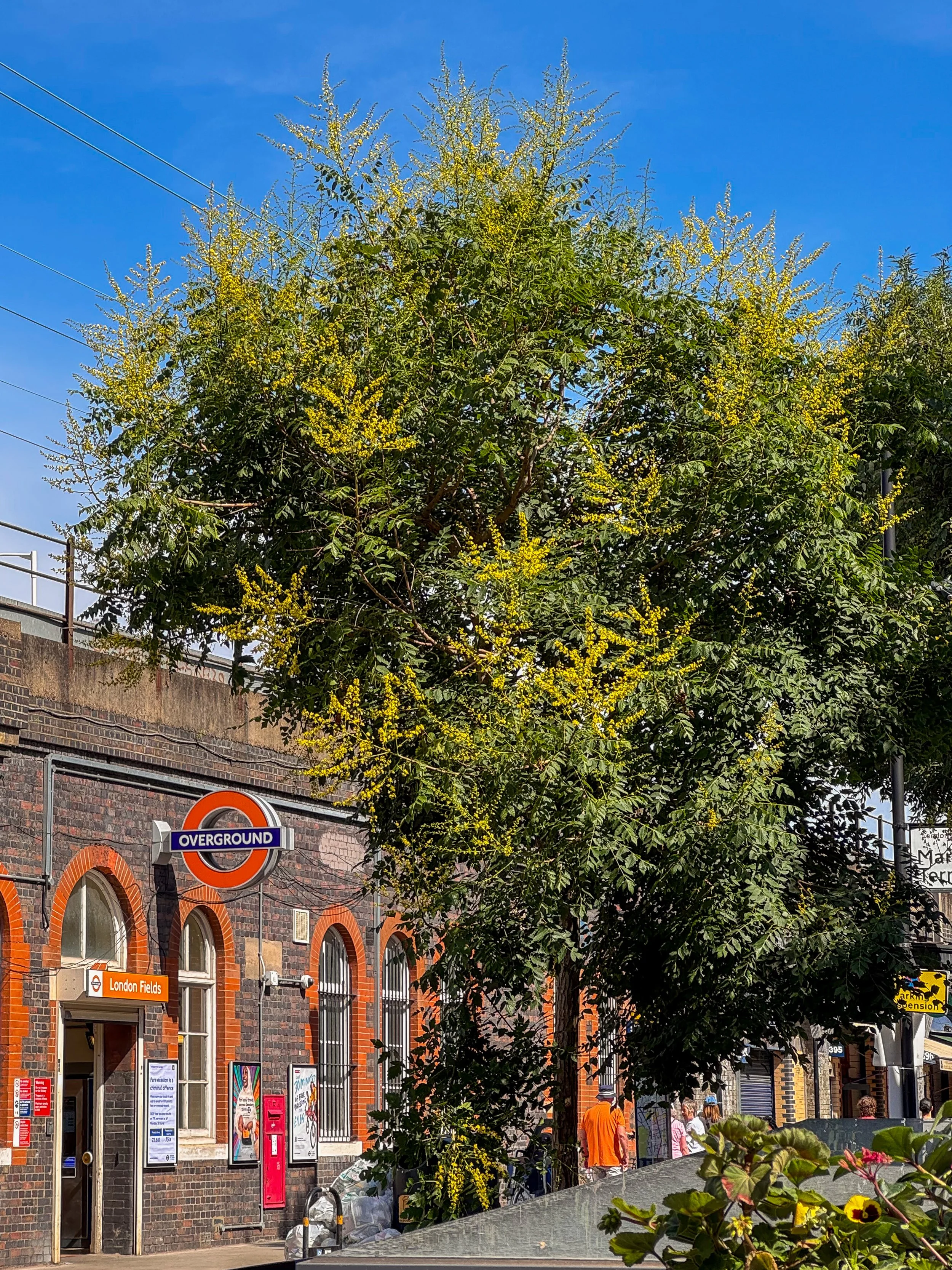 Tree Work in Hackney: What Property Owners Need to Know