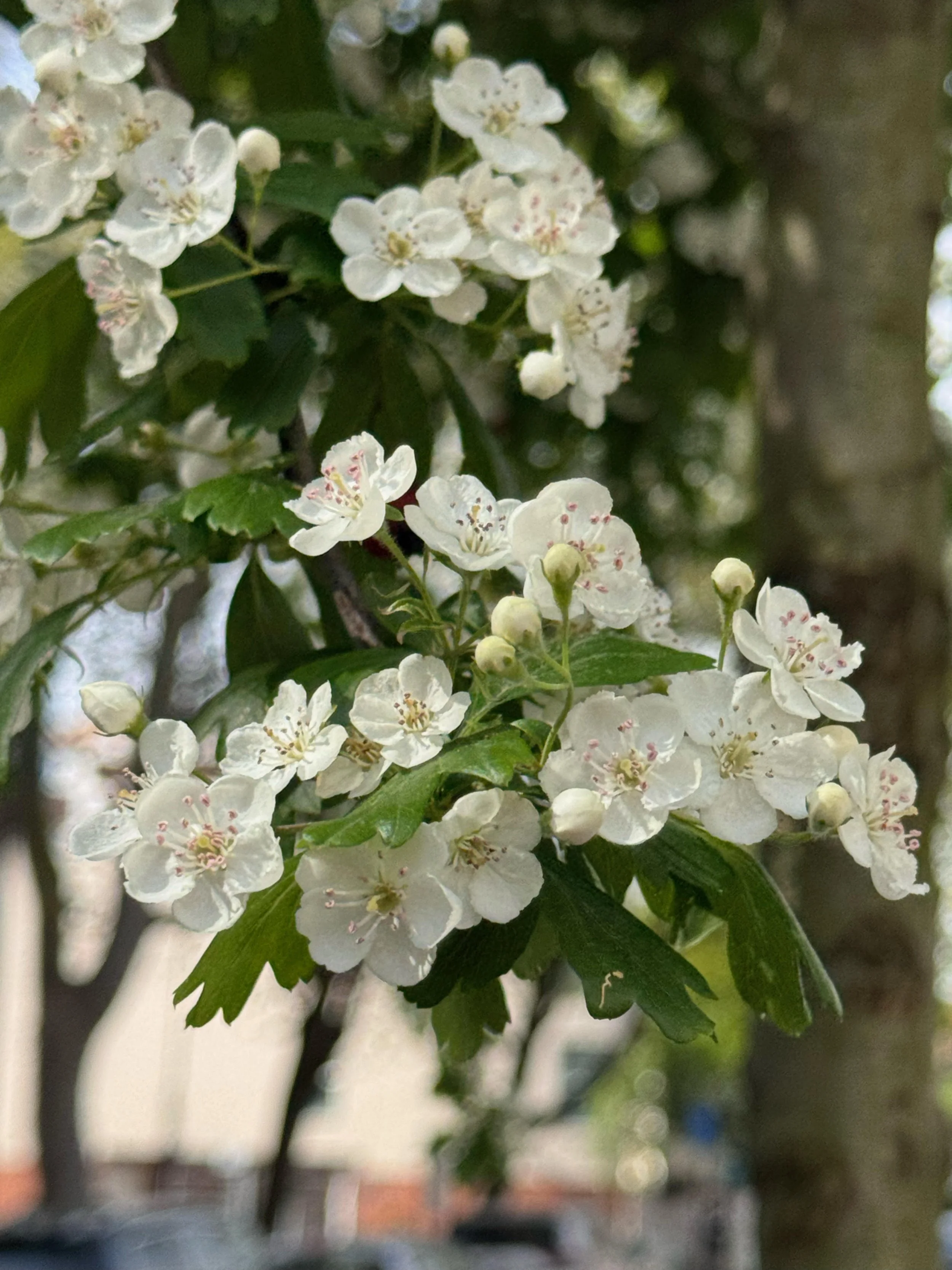 What to Look Out For in North London’s Trees this Spring