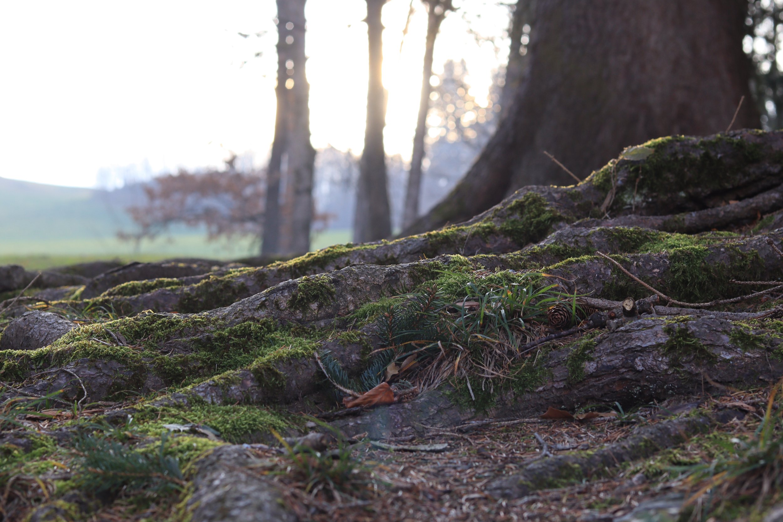 Planning a Garden Renovation in Hackney? Don't Forget the Roots