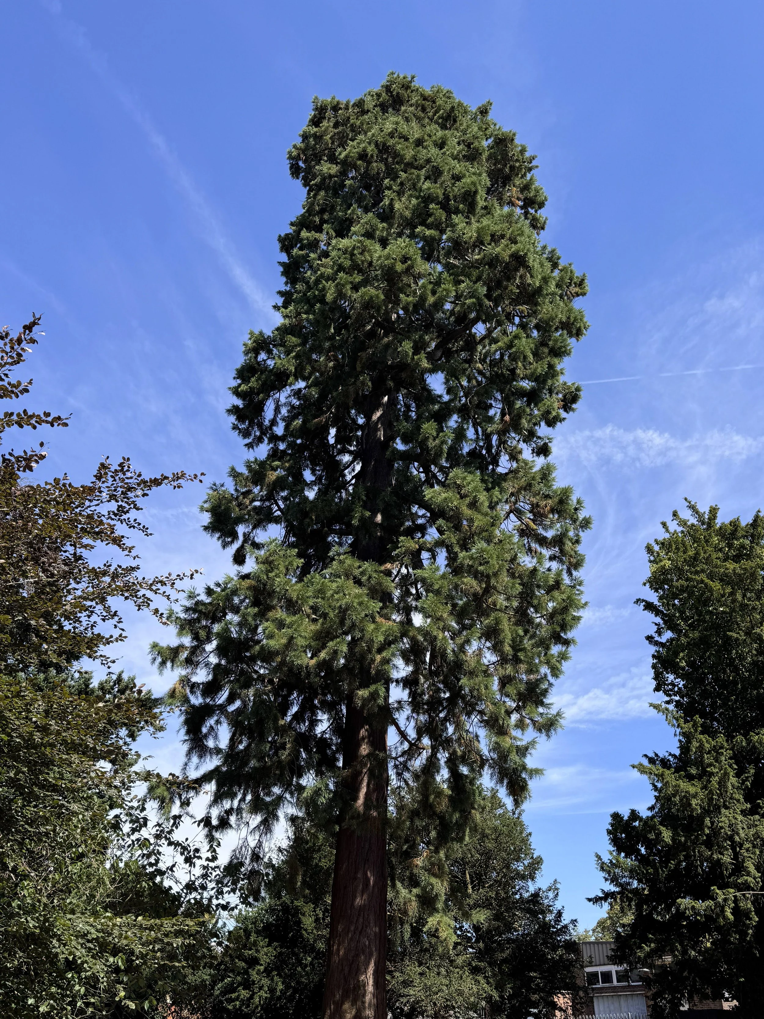 Tree Preservation Orders (TPOs) in Hackney: A Homeowner’s Guide