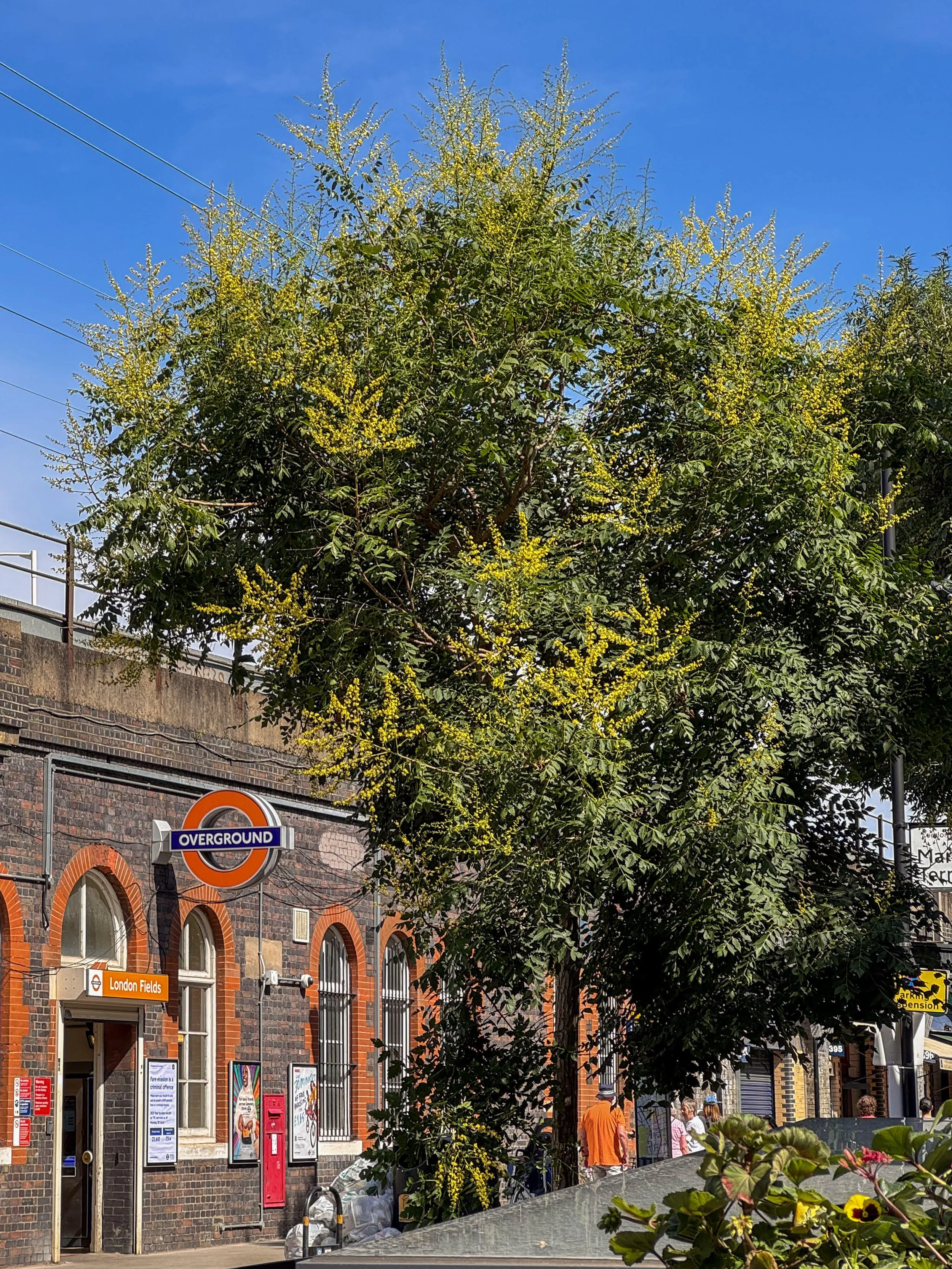 Trees That Thrive in Heat and Tough Planting Conditions (And Why Autumn Is the Time to Plant Them)