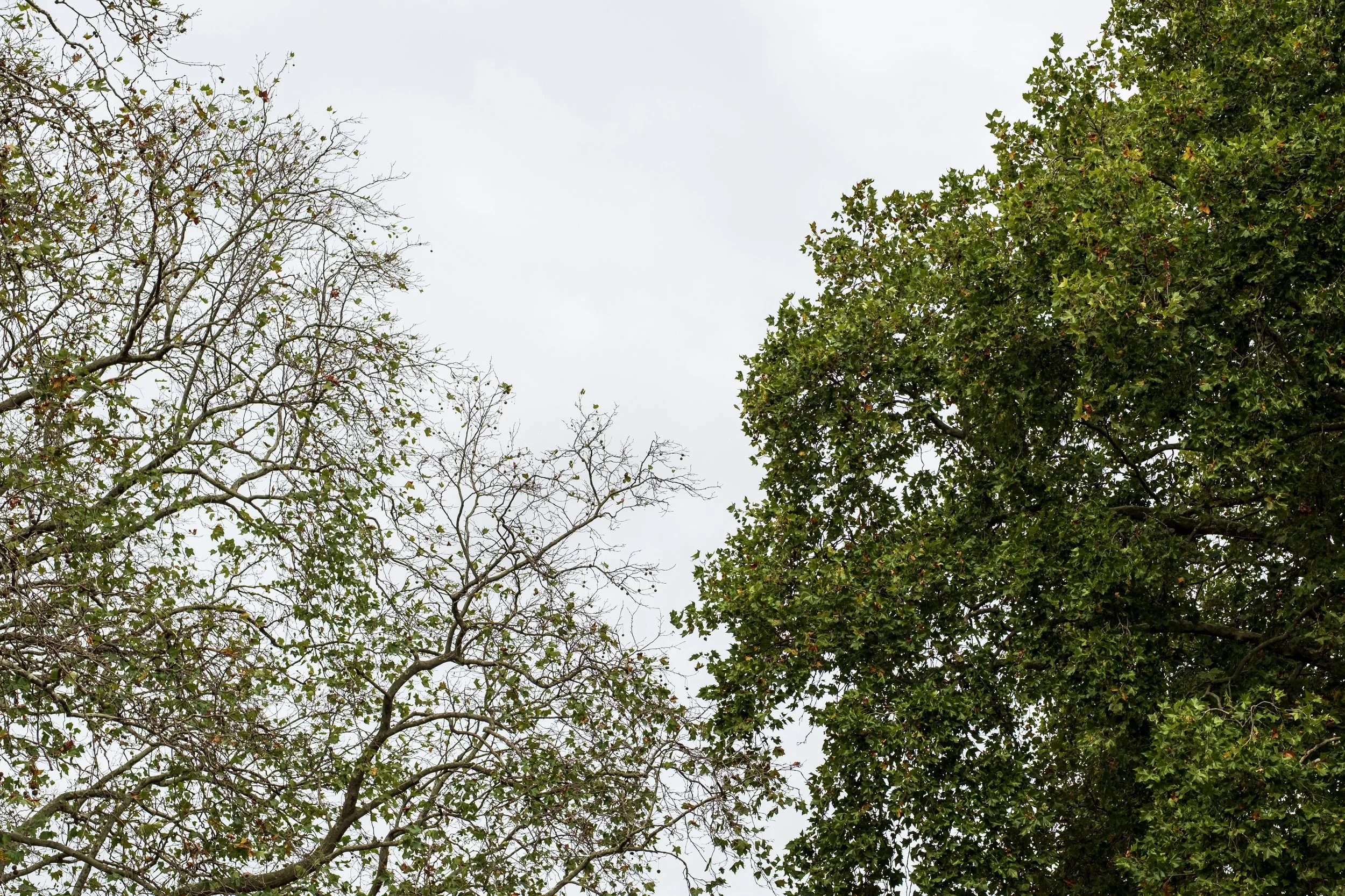 Diagnosing Summer Heatwave Damage in Trees in North London