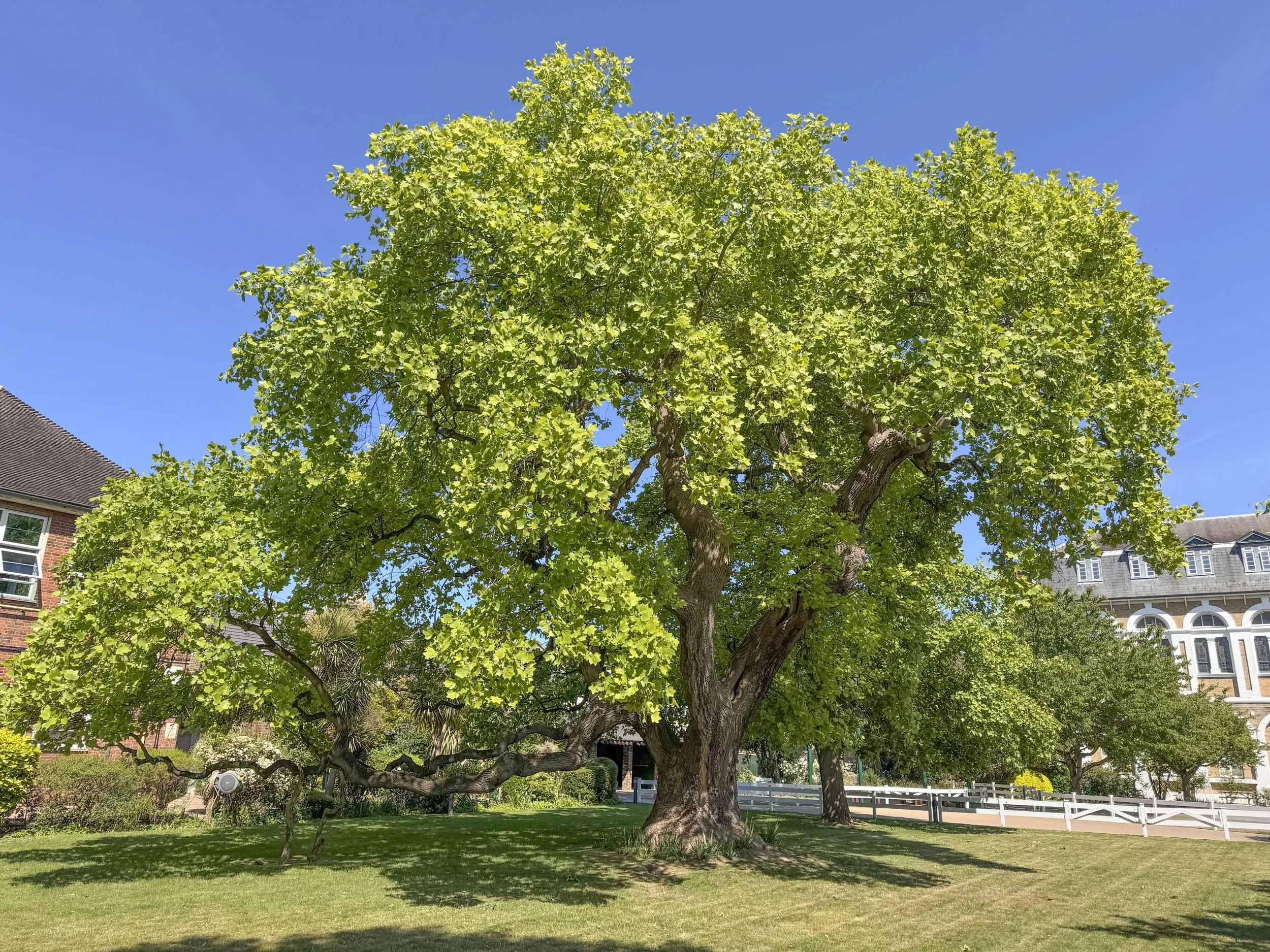 Professional Tree Care in Walthamstow, Wanstead and Woodford