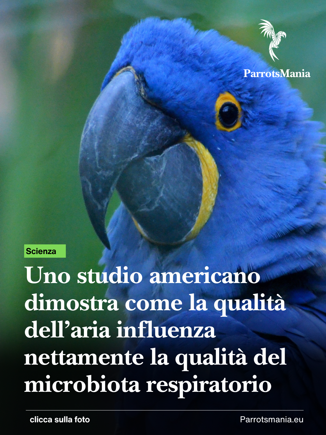 I pappagalli e l’aria pura