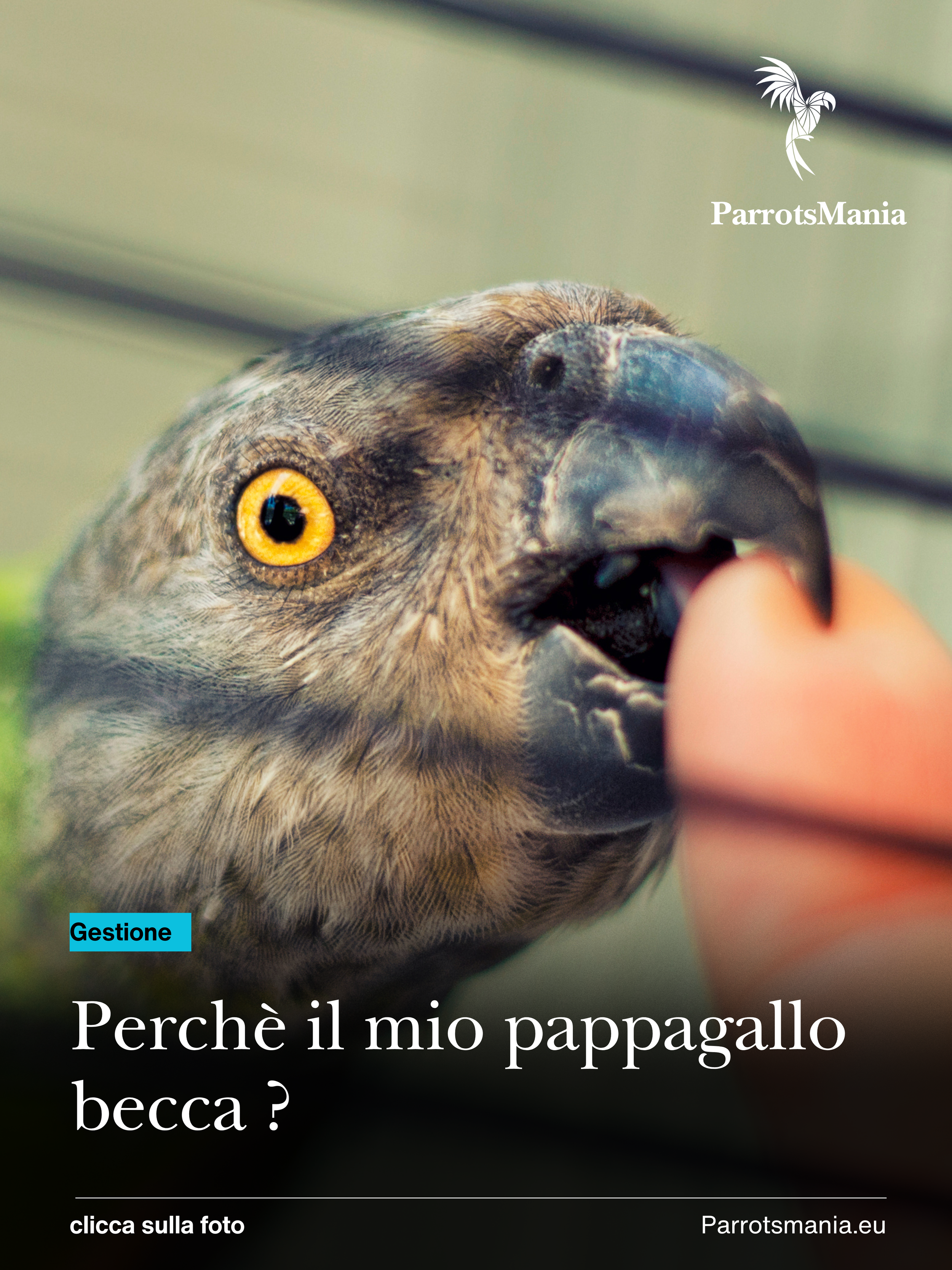 Il pappagallo che becca…