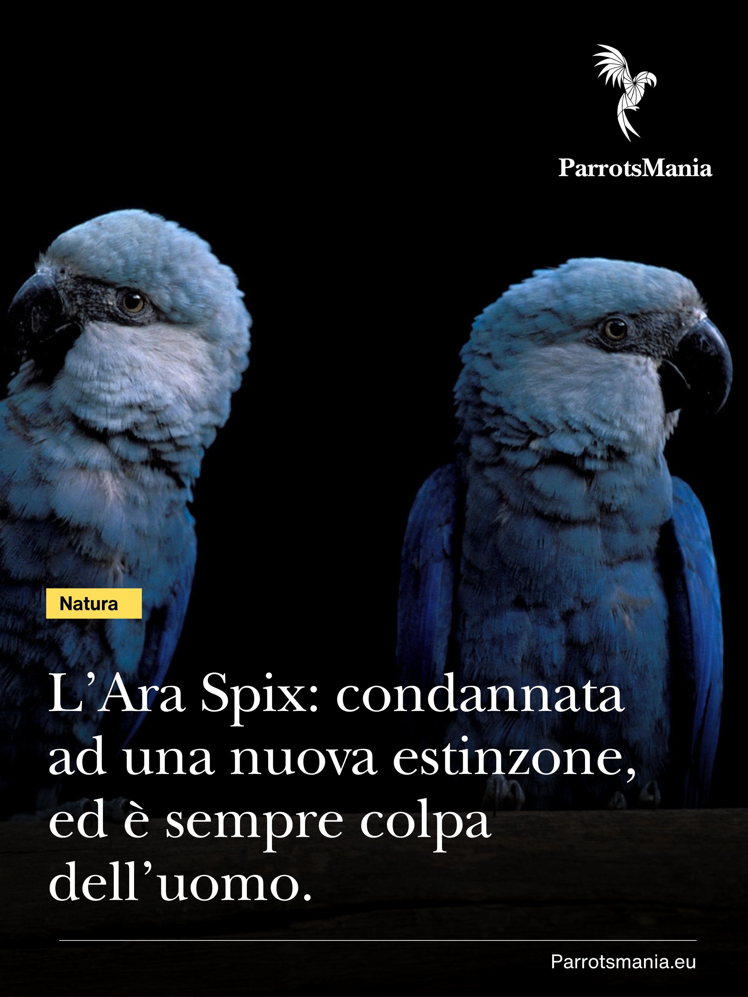 L’Ara di Spix, condannata alla seconda estinzione ?