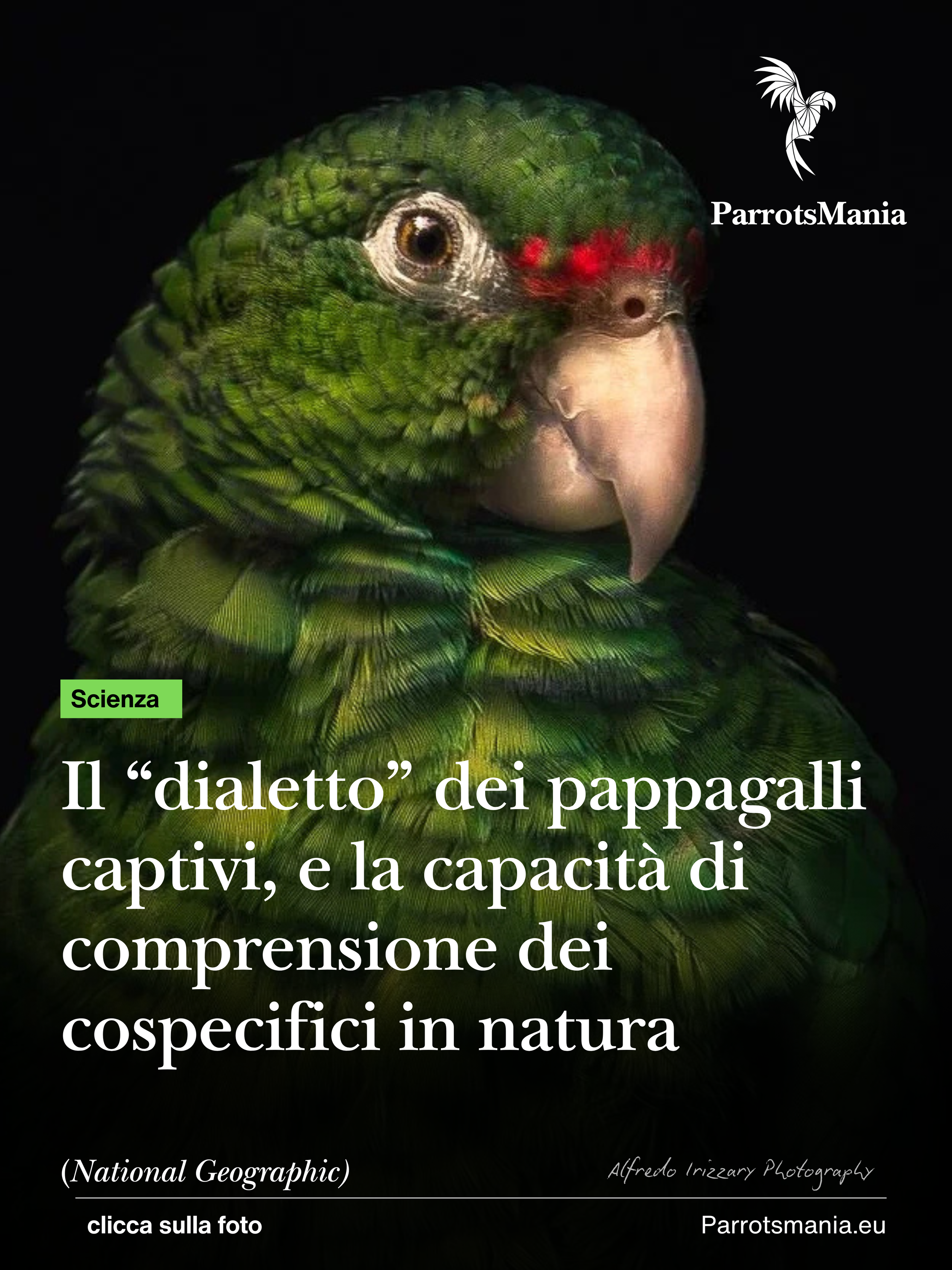 Il “dialetto” dei pappagalli captivi, e la capacità di comprensione dei cospecifici in natura