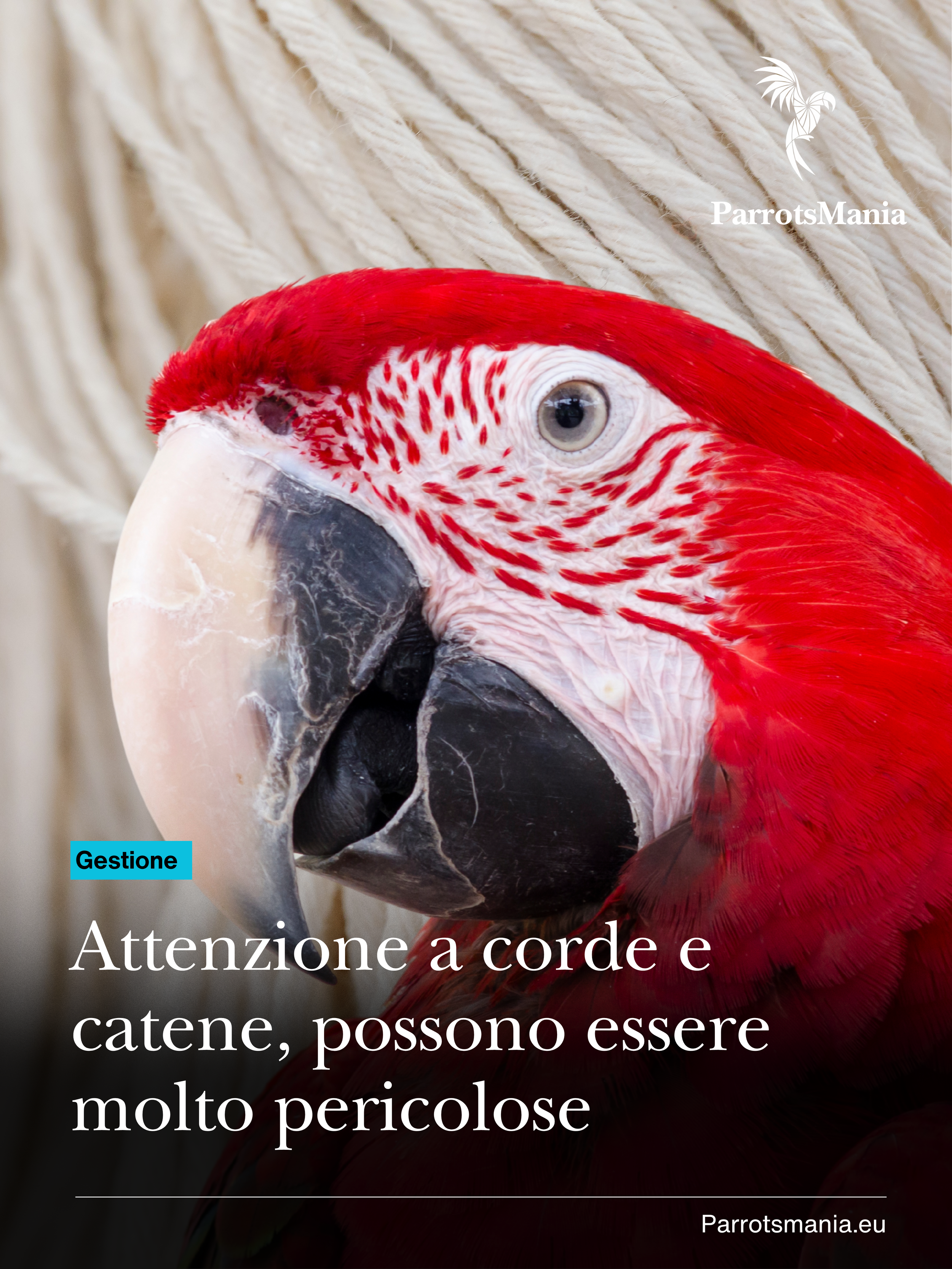 Corde sottili e catene sono pericolose per i pappagalli
